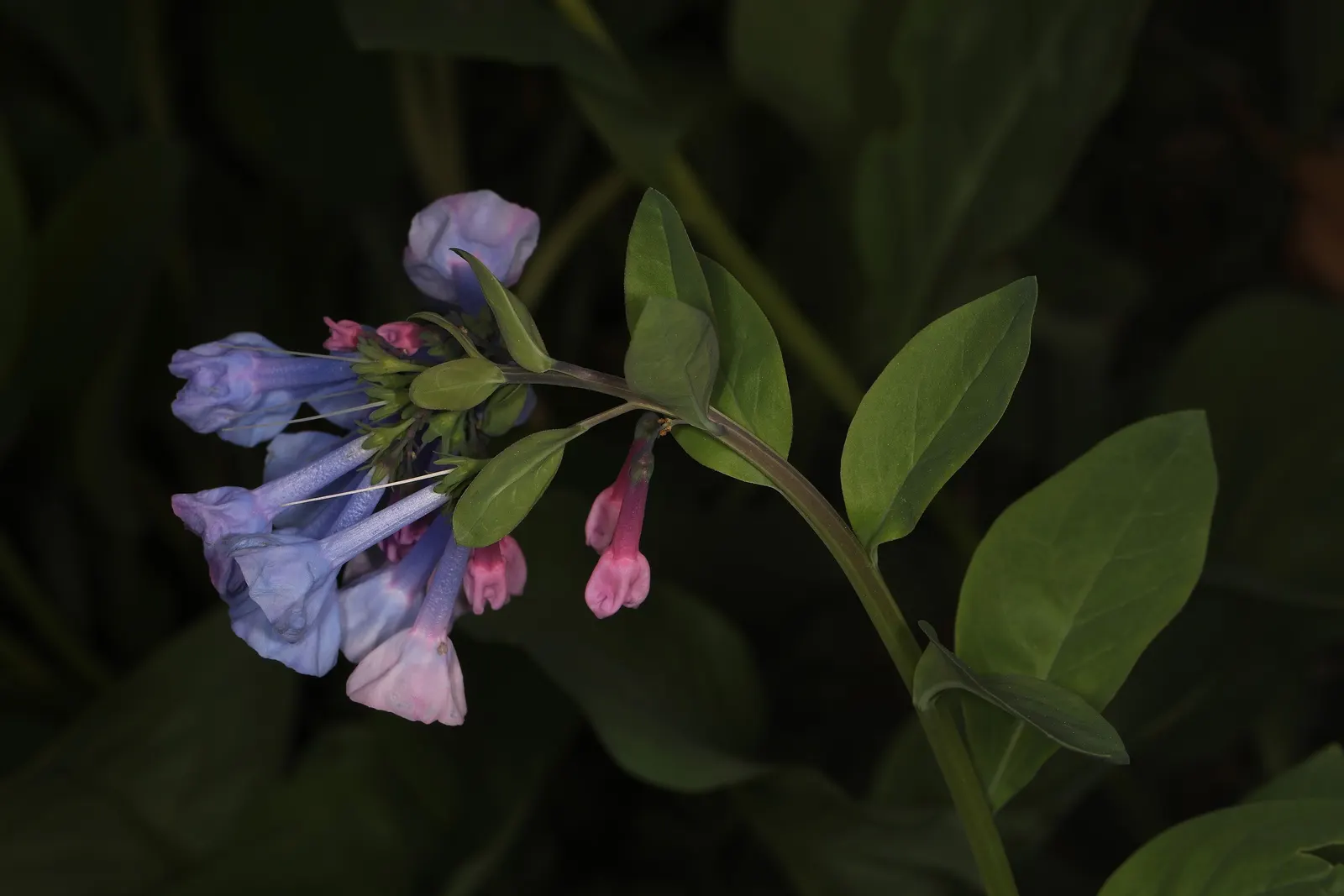 Virginia Bluebells (Mertensia Virginica) — This perennial showcases clusters of nodding bell-shaped flowers in a striking soft blue; virginia, image 159