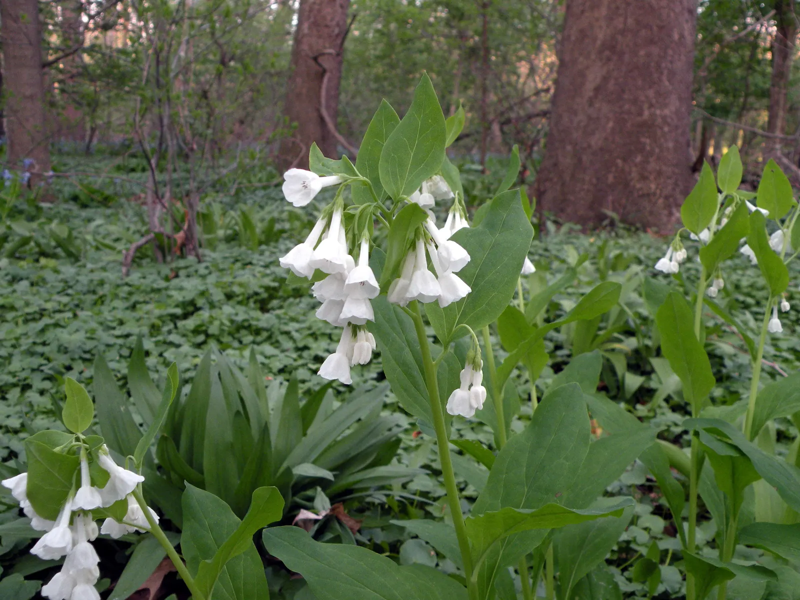 Virginia Bluebells (Mertensia Virginica) — Virginia Bluebells are relatively low-maintenance; wildlife enthusiasts will appreciate its allure to, image 70