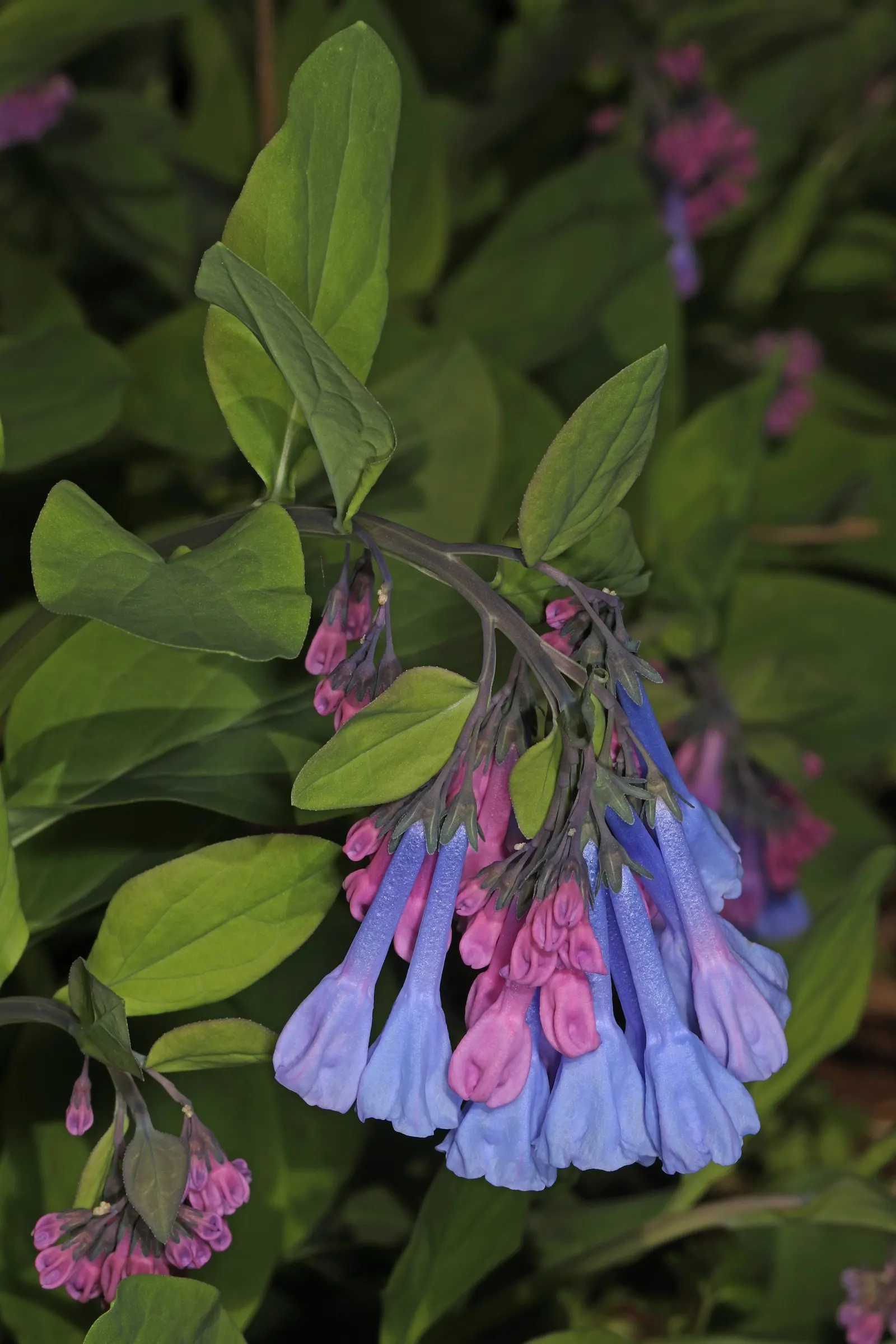 Virginia Bluebells (Mertensia Virginica) — well-drained soil with an acidic to neutral pH; foliage is a lush gray-green, image 68