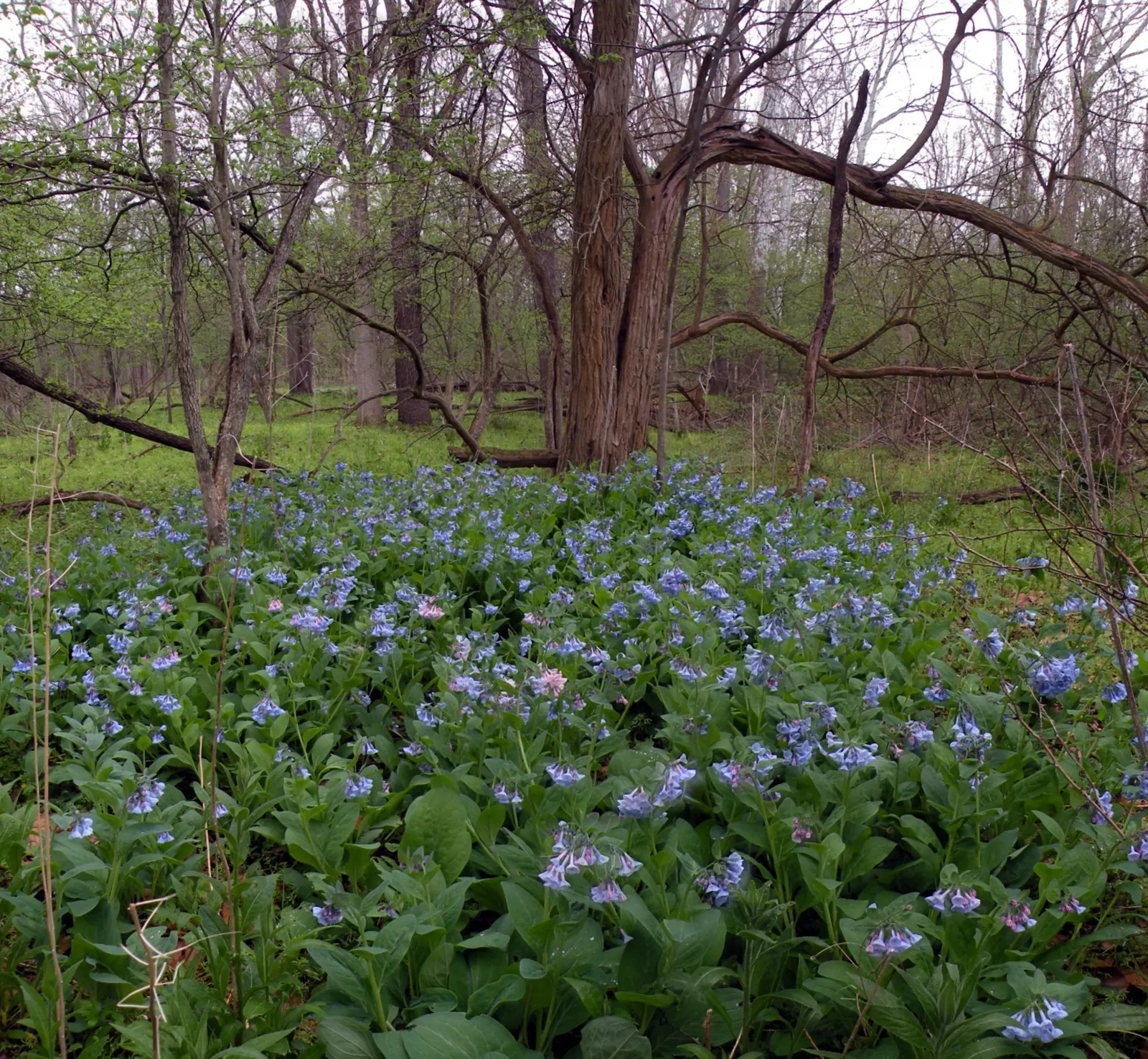 Virginia Bluebells (Mertensia Virginica) — usually from March to April.<br><br>A shade-tolerant species