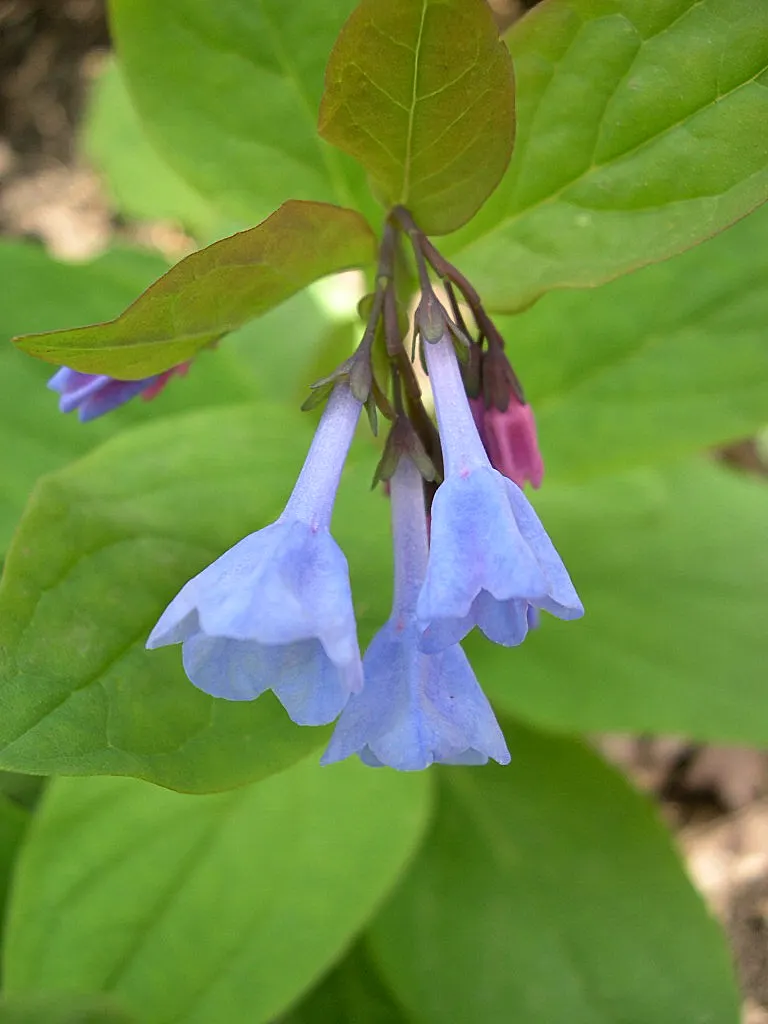 Virginia Bluebells (Mertensia Virginica) — annual with blue blooms; well-drained soil with an acidic to neutral pH