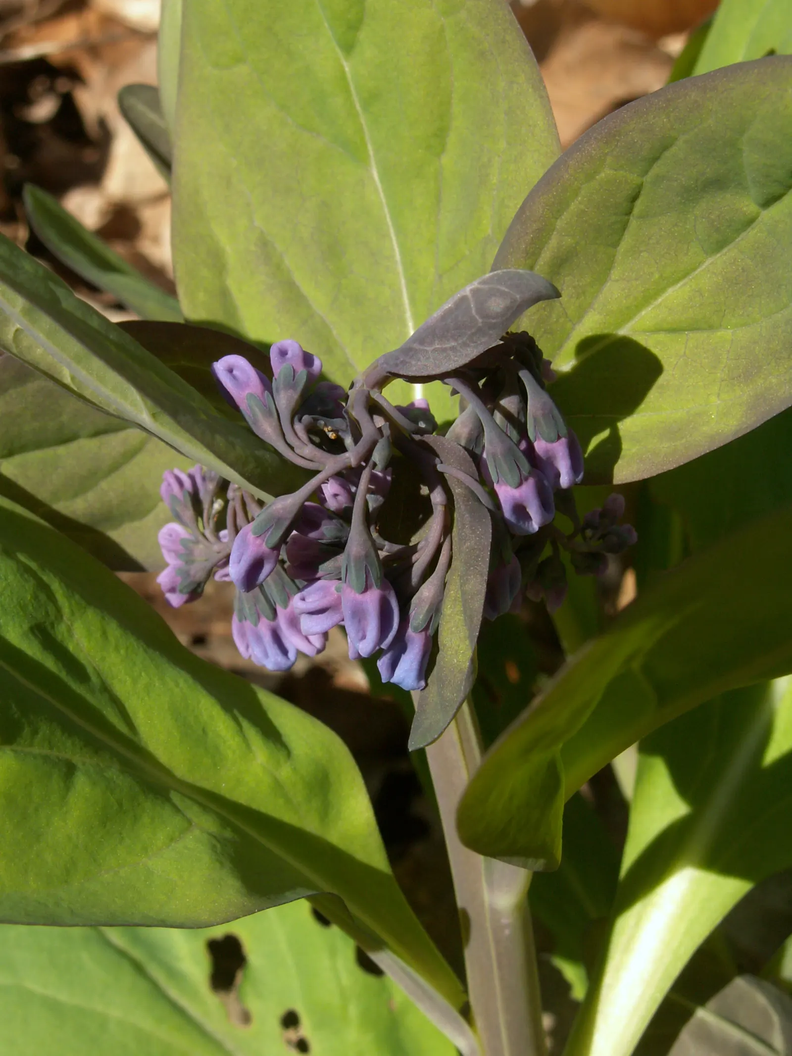 Virginia Bluebells (Mertensia Virginica) — providing a brilliant show in the spring months; this North American native perennial thrives in hardiness zones 3