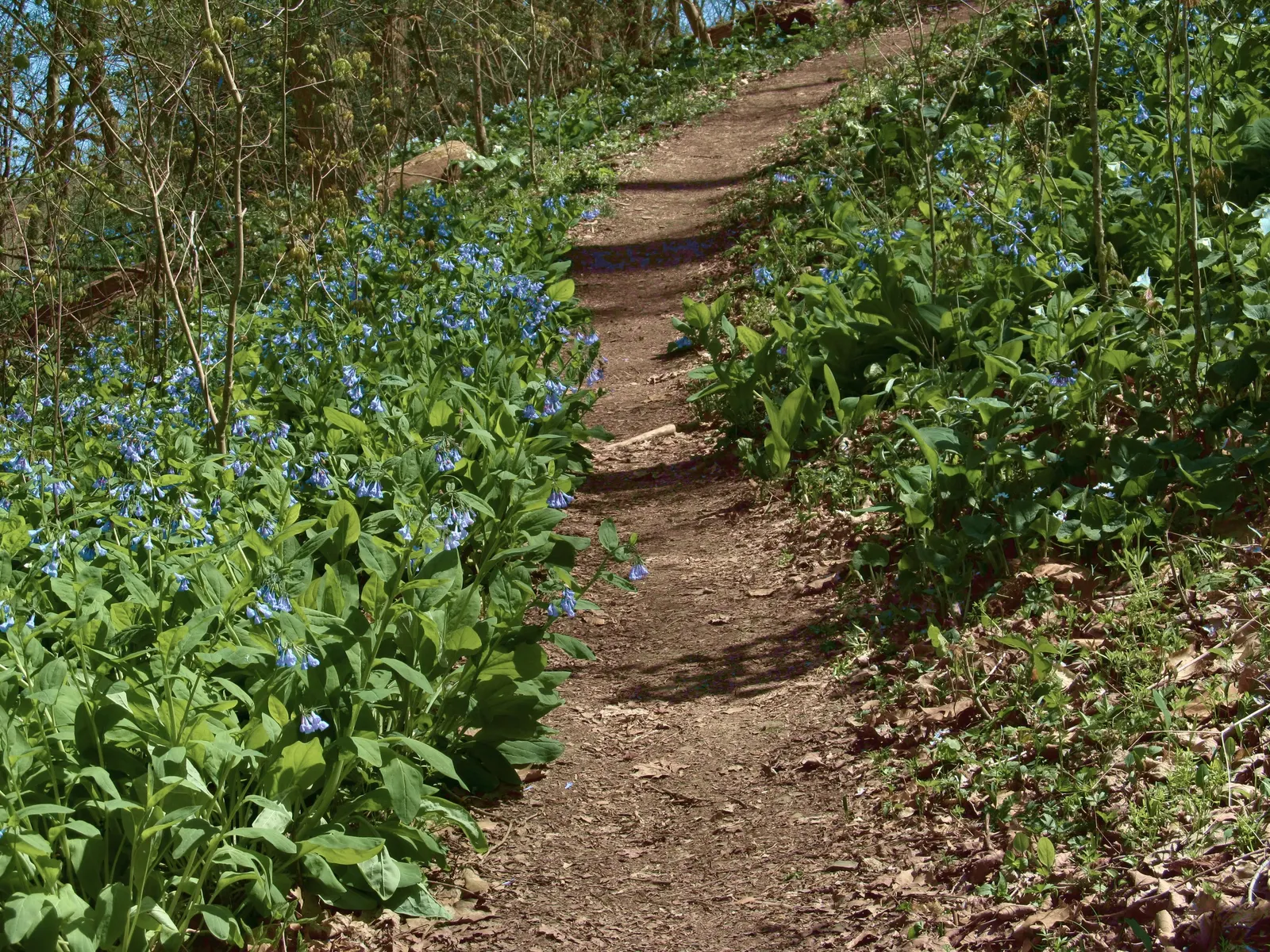 Virginia Bluebells (Mertensia Virginica) — usually from March to April.<br><br>A shade-tolerant species; despite its delicate appearance, image 66