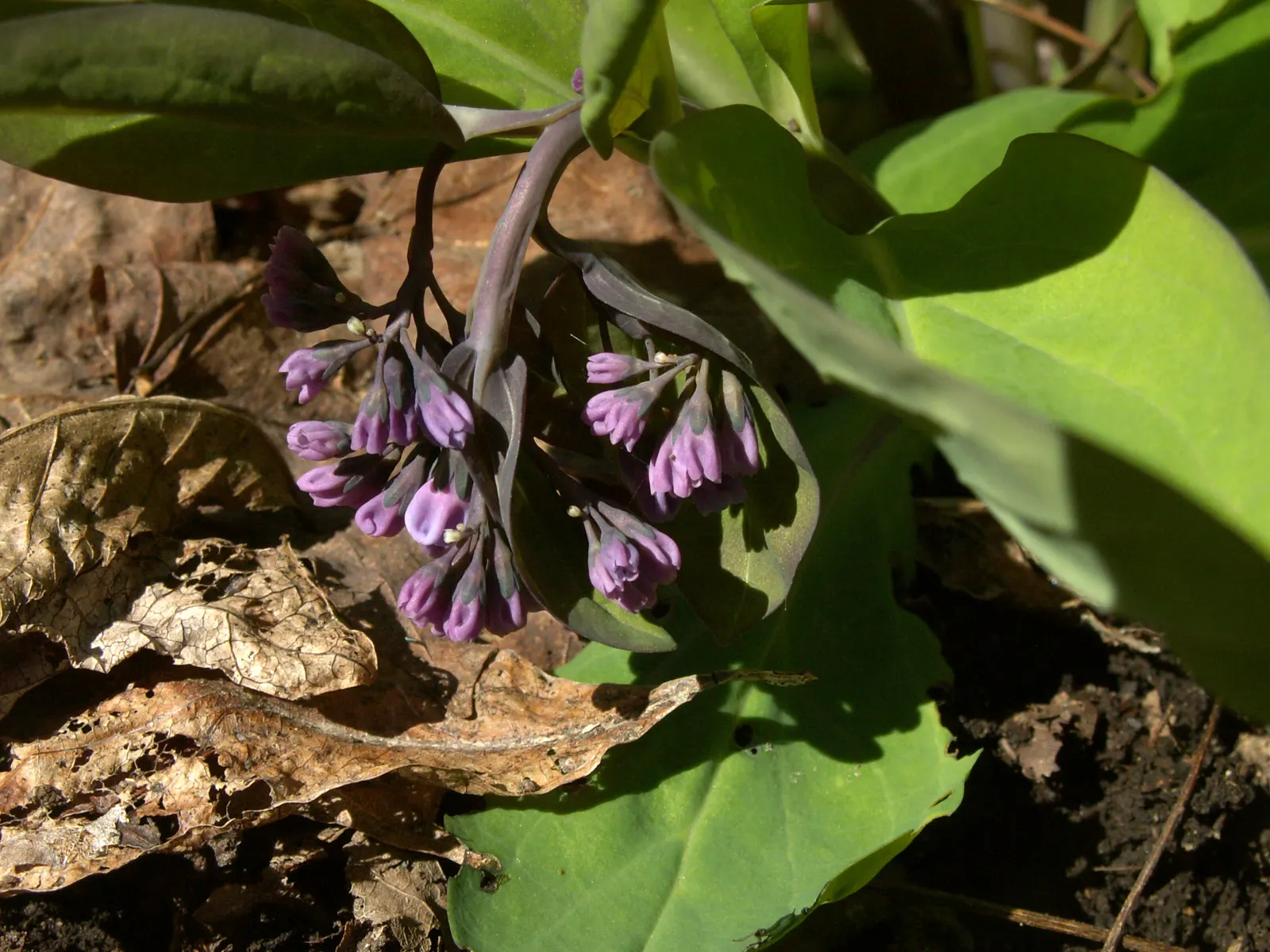 Virginia Bluebells (Mertensia Virginica) — Wildlife enthusiasts will appreciate its allure to pollinators such as bees and butterflies; annual for full