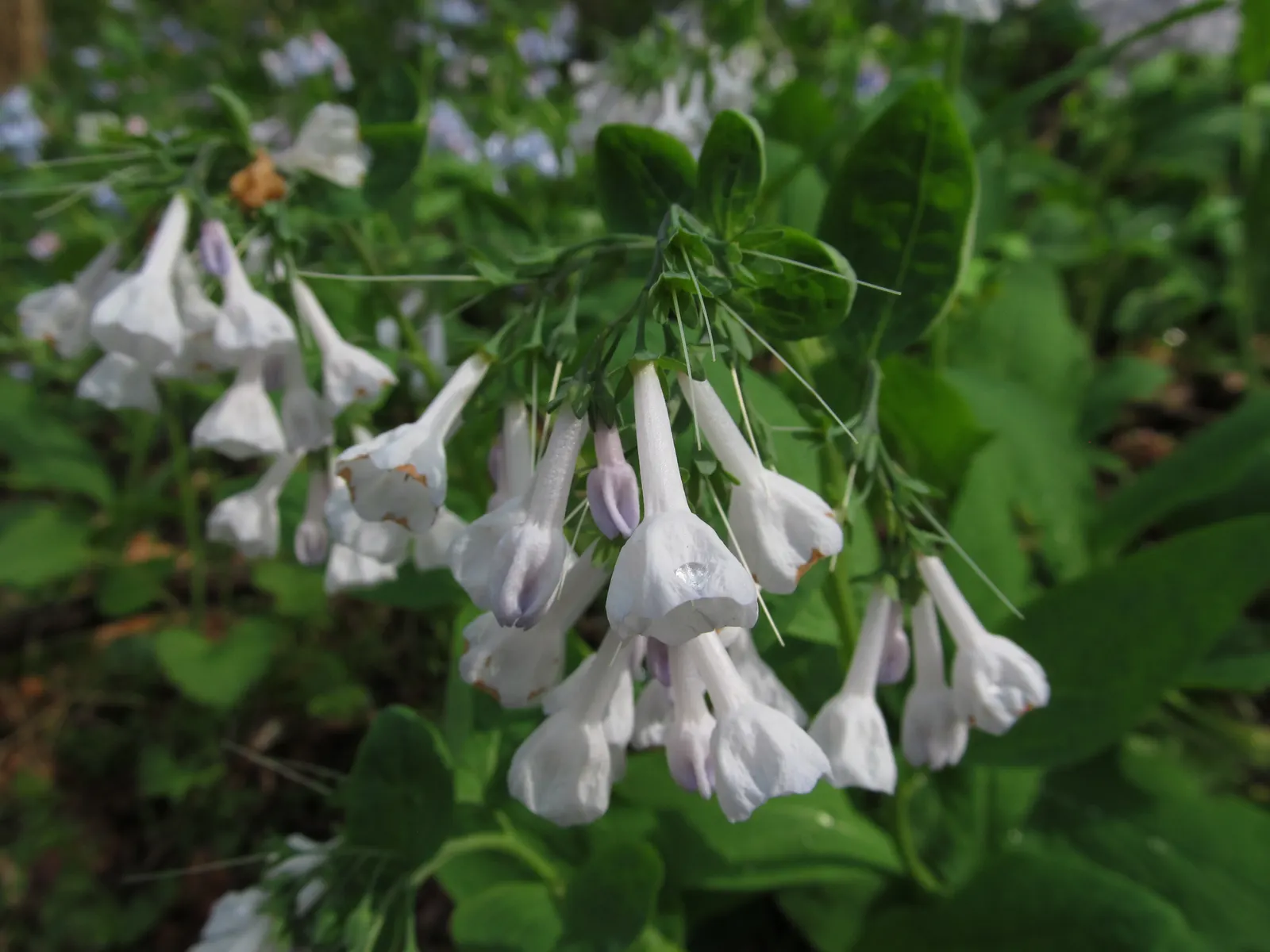 Virginia Bluebells (Mertensia Virginica) — the plant will go dormant; making them a practical and picturesque choice for areas where browsing, image 100
