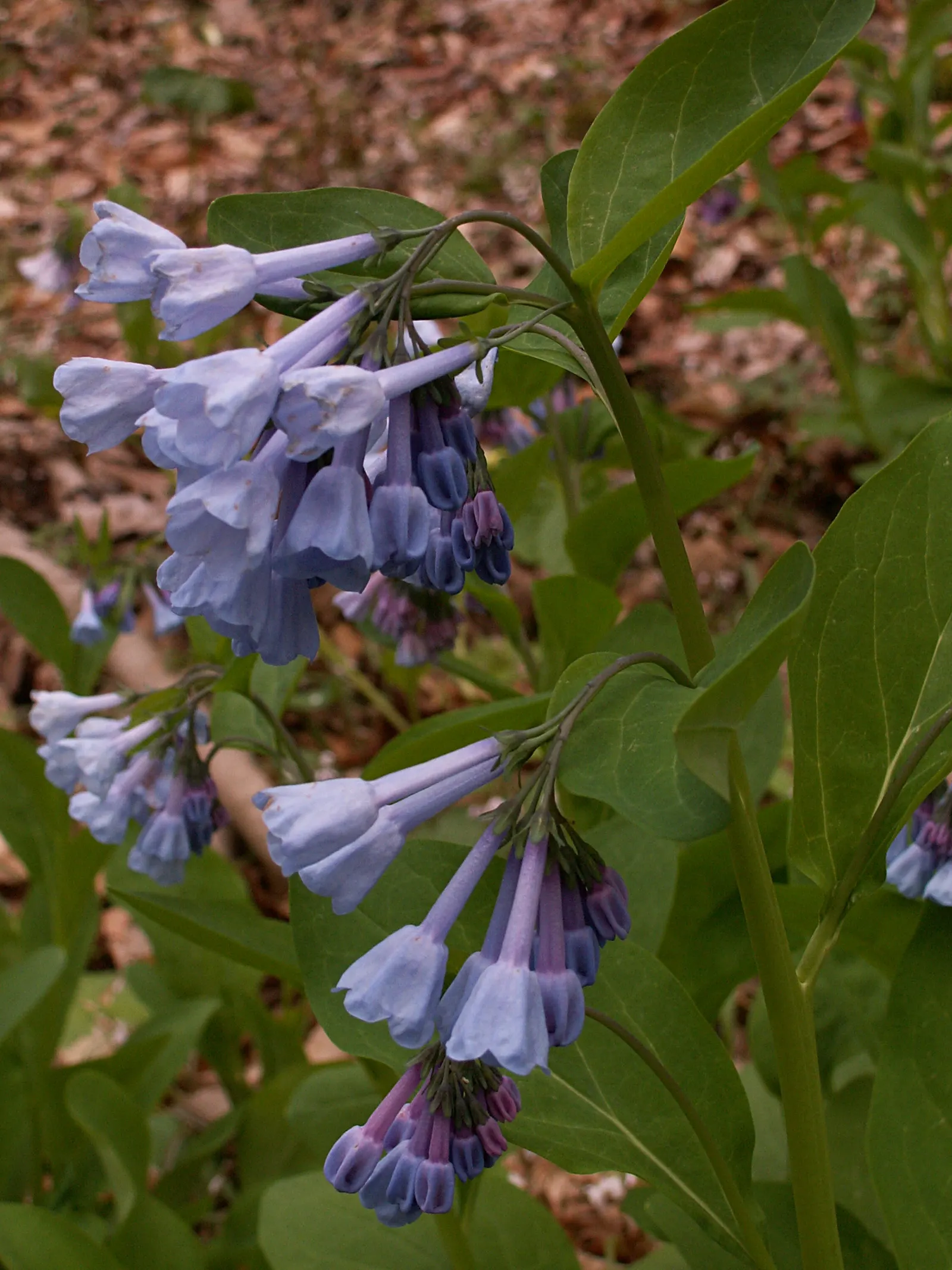 Virginia Bluebells (Mertensia Virginica) — well-drained soil with an acidic to neutral pH; foliage is a lush gray-green