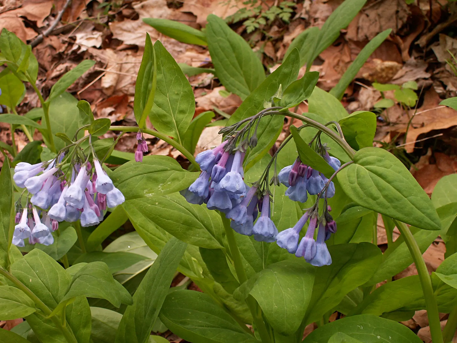 Virginia Bluebells (Mertensia Virginica) — receding back into the ground and leaving space for other plants to take center stage in the summer, image 49