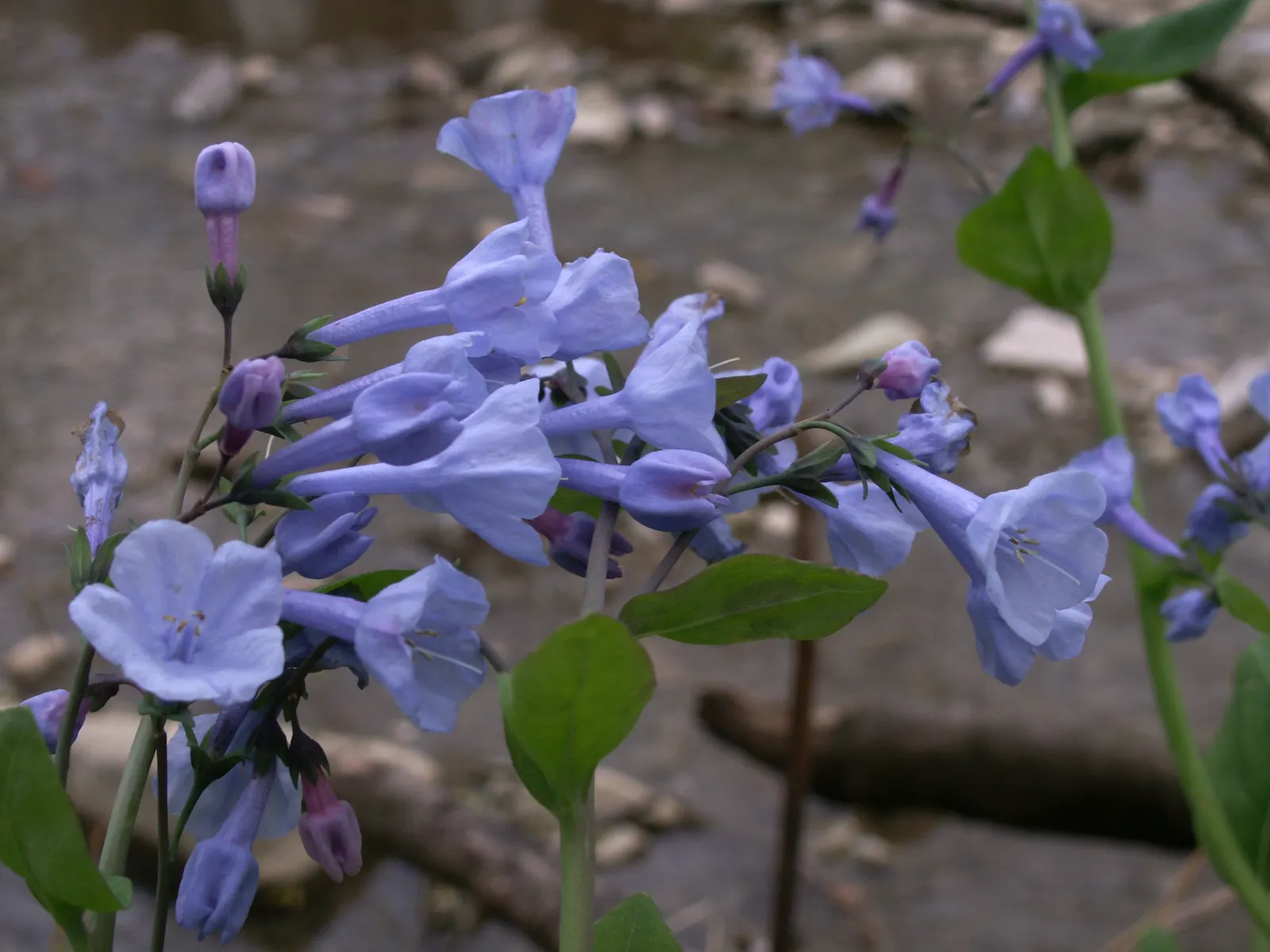 Virginia Bluebells (Mertensia Virginica) — Virginia Bluebells are relatively low-maintenance; wildlife enthusiasts will appreciate its allure to, image 148
