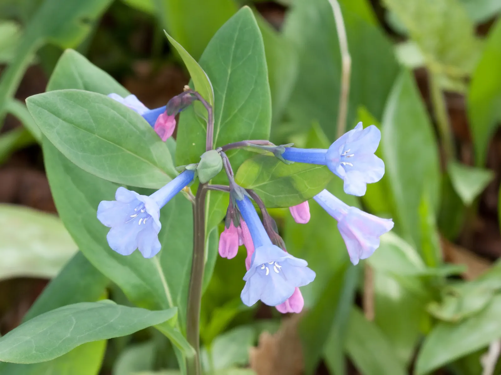 Virginia Bluebells (Mertensia Virginica) — making them a practical and picturesque choice for areas where browsing animals are a concern; usually, image 73