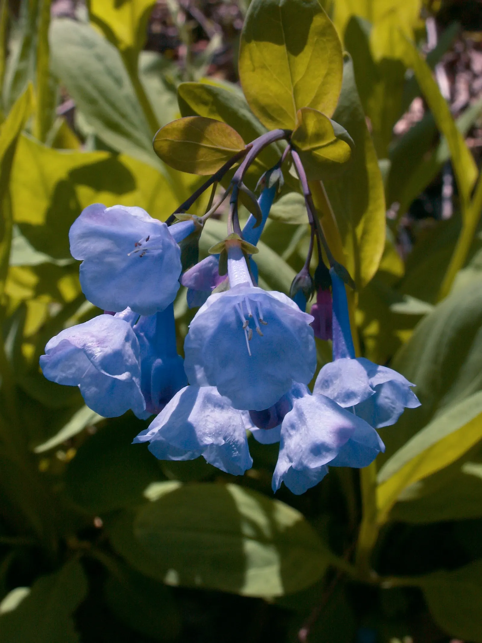 Virginia Bluebells (Mertensia Virginica) — the plant will go dormant; making them a practical and picturesque choice for areas where browsing, image 152