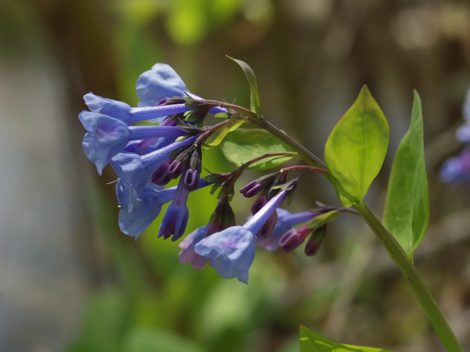 Virginia Bluebells (Mertensia Virginica) — annual for full; receding back into the ground and leaving space for other plants to take center stage in the summer