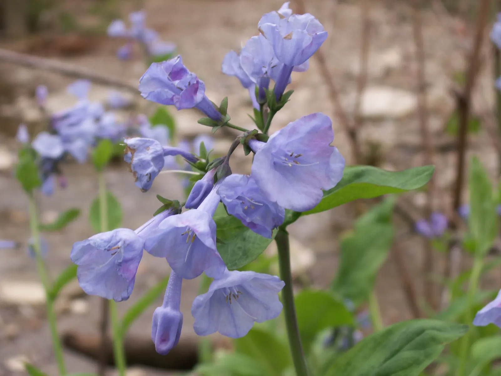 Virginia Bluebells (Mertensia Virginica) — Wildlife enthusiasts will appreciate its allure to pollinators such as bees and butterflies; annual for, image 123