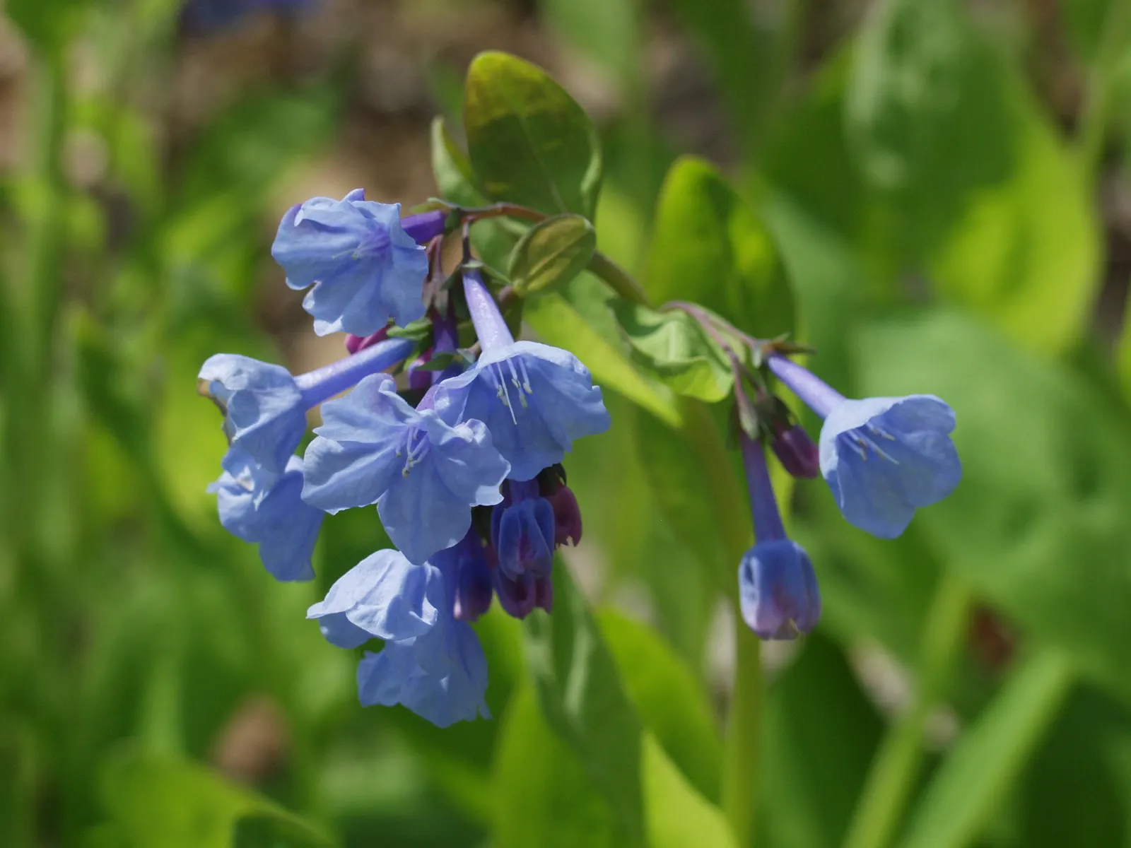 Virginia Bluebells (Mertensia Virginica) — Virginia Bluebells are deer-resistant; ideal for naturalistic and woodland gardens, image 124