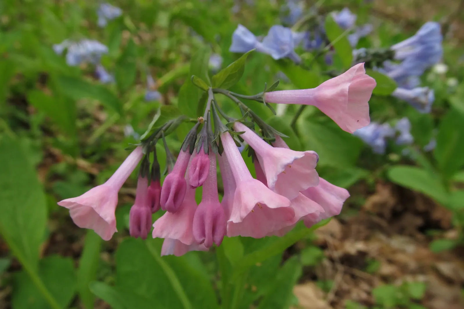 Virginia Bluebells (Mertensia Virginica) — mounded appearance when in bloom; the plant will go dormant, image 167