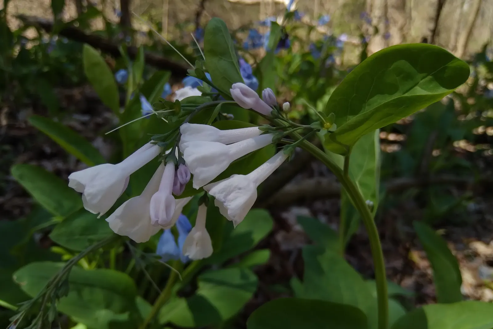 Virginia Bluebells (Mertensia Virginica) — mounded appearance when in bloom