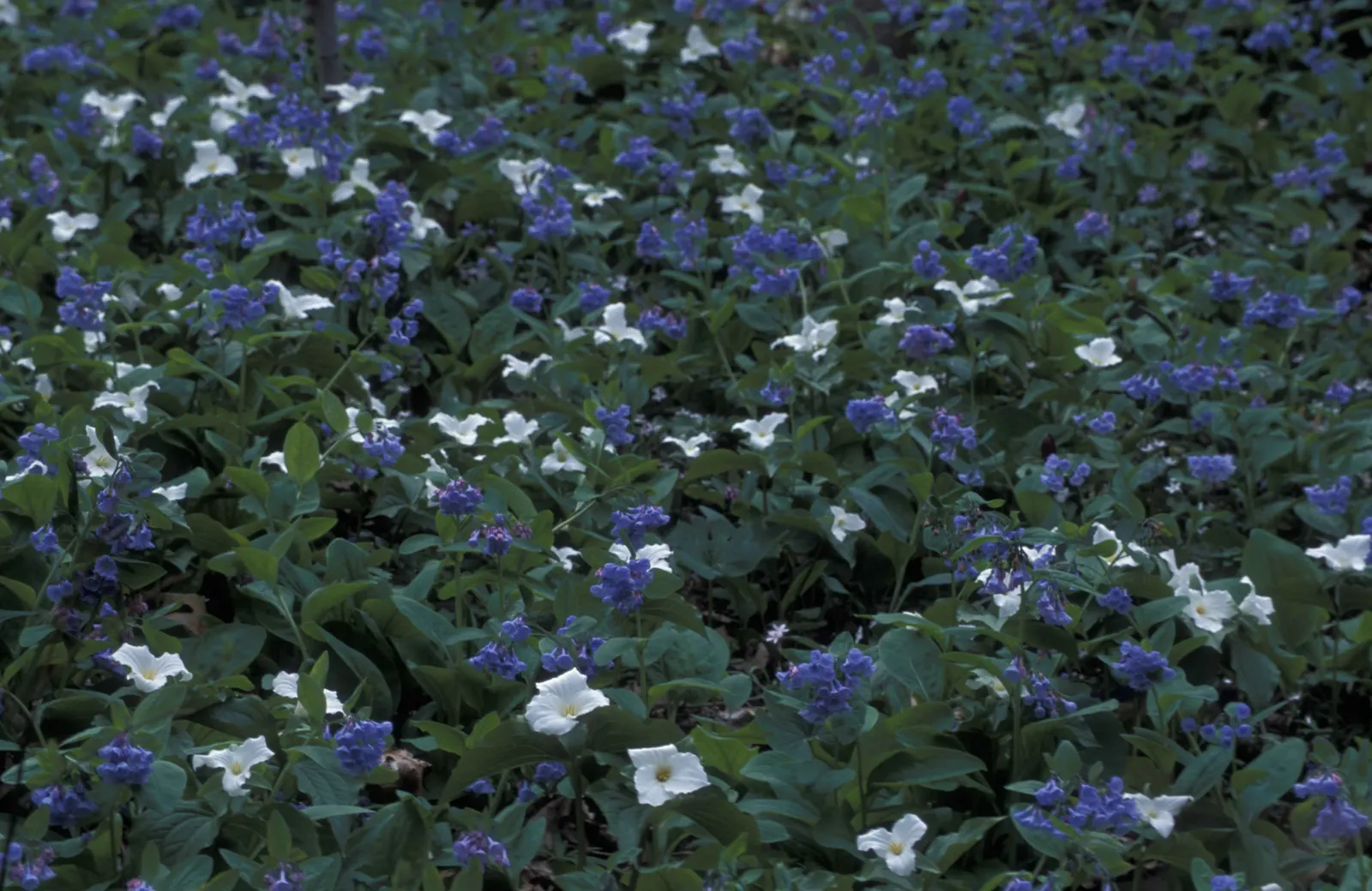 Virginia Bluebells (Mertensia Virginica) — providing a brilliant show in the spring months; this North American native perennial thrives in, image 65
