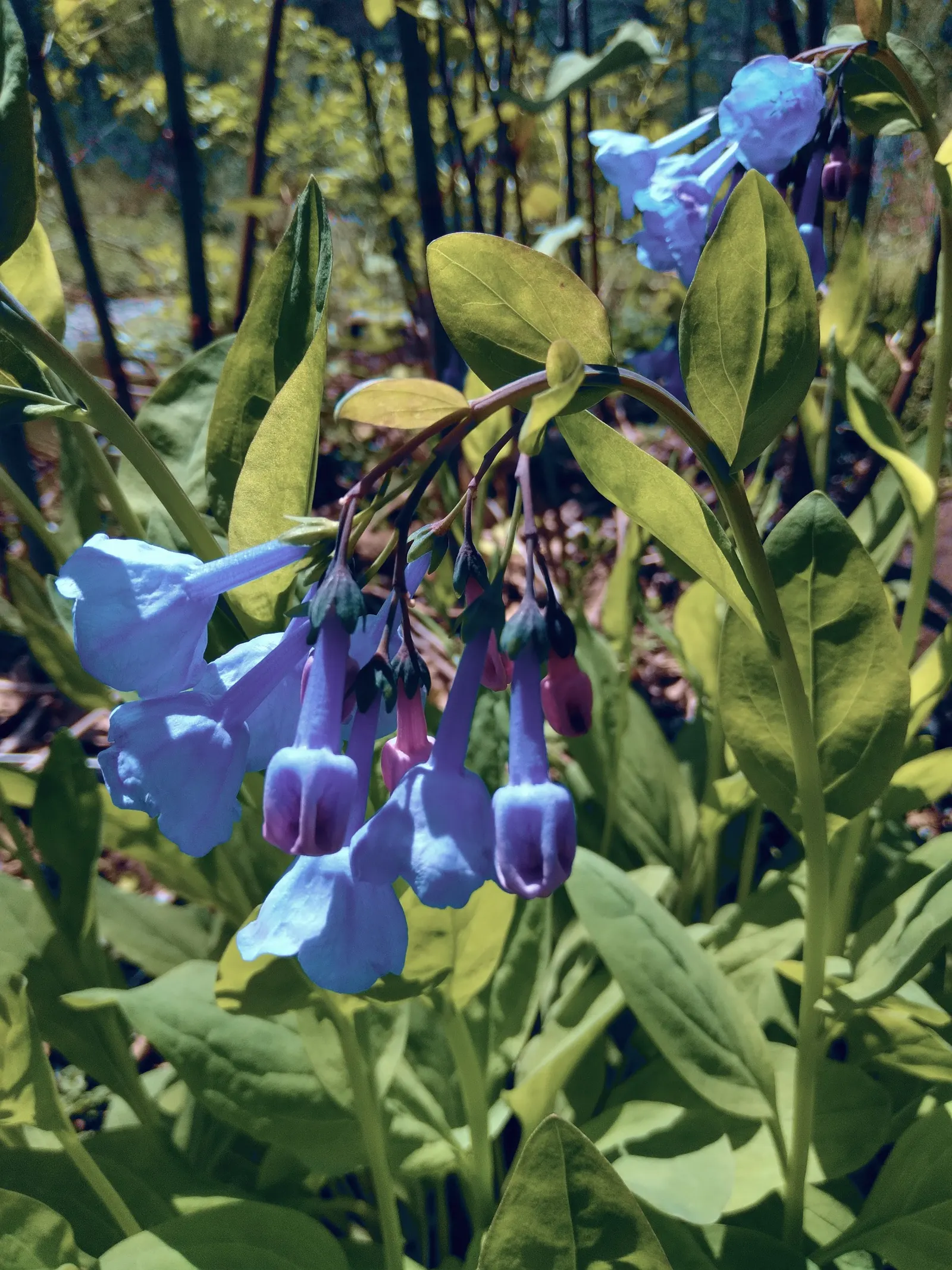 Virginia Bluebells (Mertensia Virginica) — Virginia Bluebells are deer-resistant