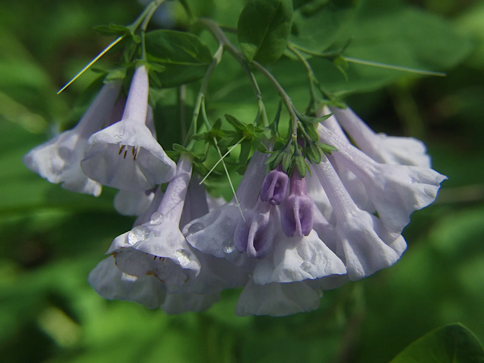 Virginia Bluebells (Mertensia Virginica) — Virginia Bluebells (Mertensia virginica) thrive in USDA zones 3-8; mature height reaches 18 to 24 inches, image 105