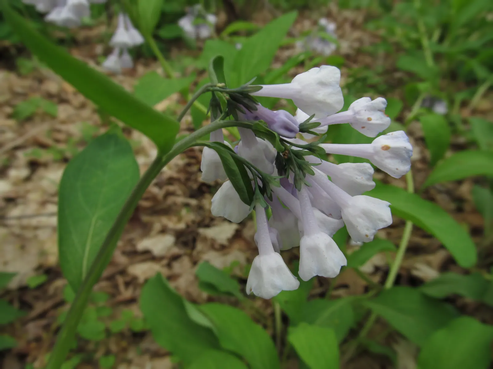 Virginia Bluebells (Mertensia Virginica) — making them a practical and picturesque choice for areas where browsing animals are a concern; usually, image 99