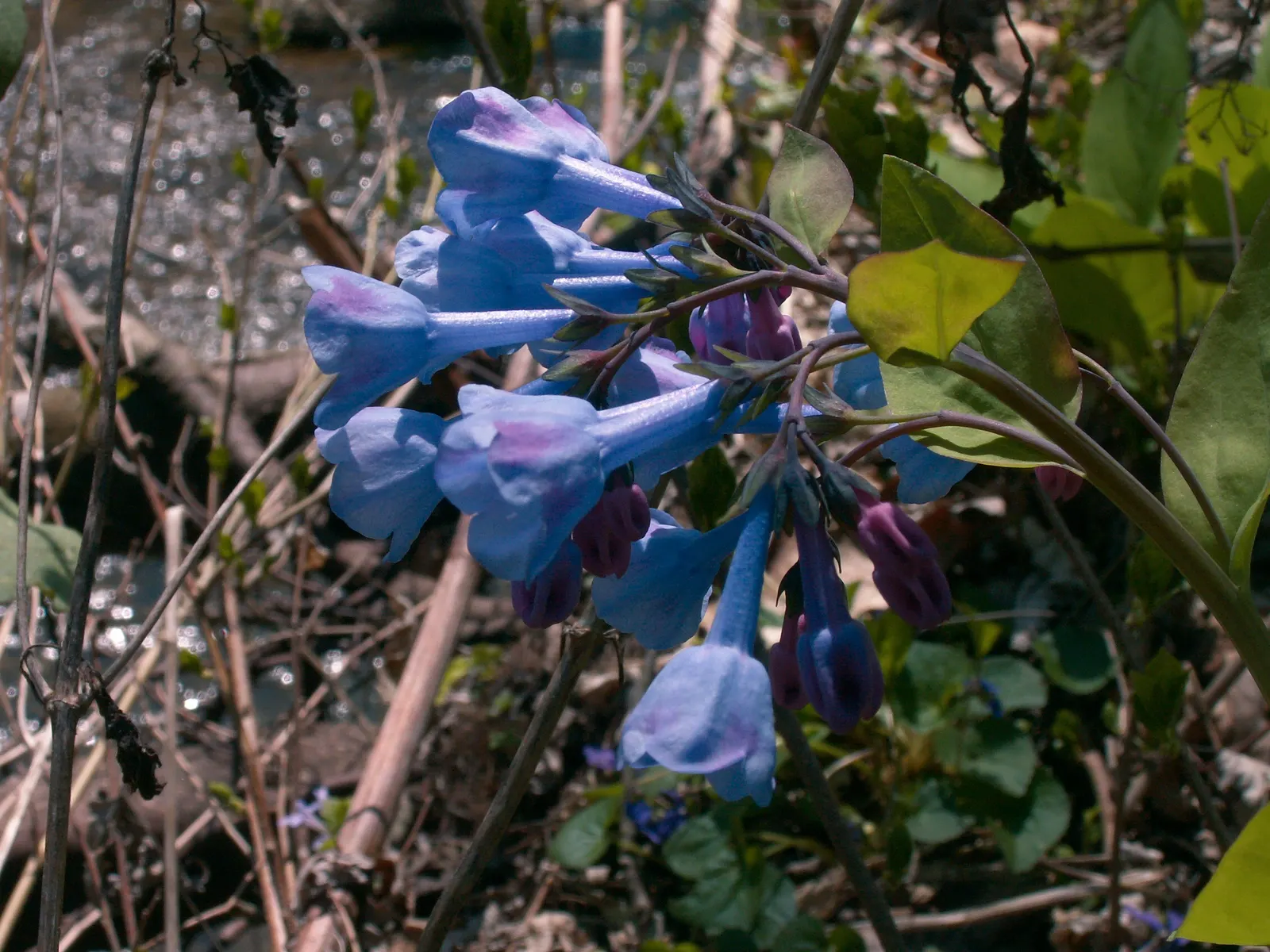 Virginia Bluebells (Mertensia Virginica) — usually from March to April.<br><br>A shade-tolerant species; despite its delicate appearance