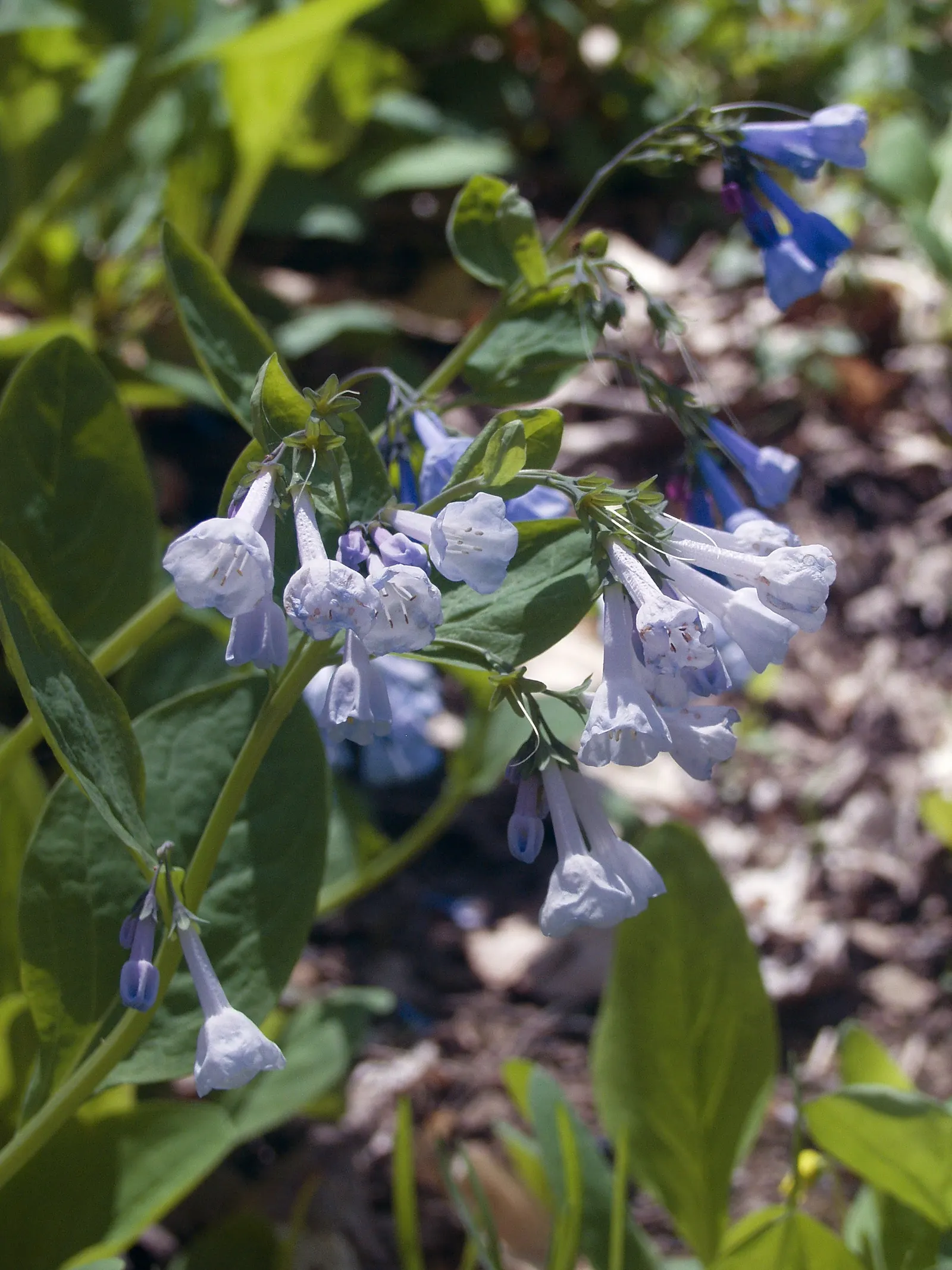 Virginia Bluebells (Mertensia Virginica) — receding back into the ground and leaving space for other plants to take center stage in the summer months