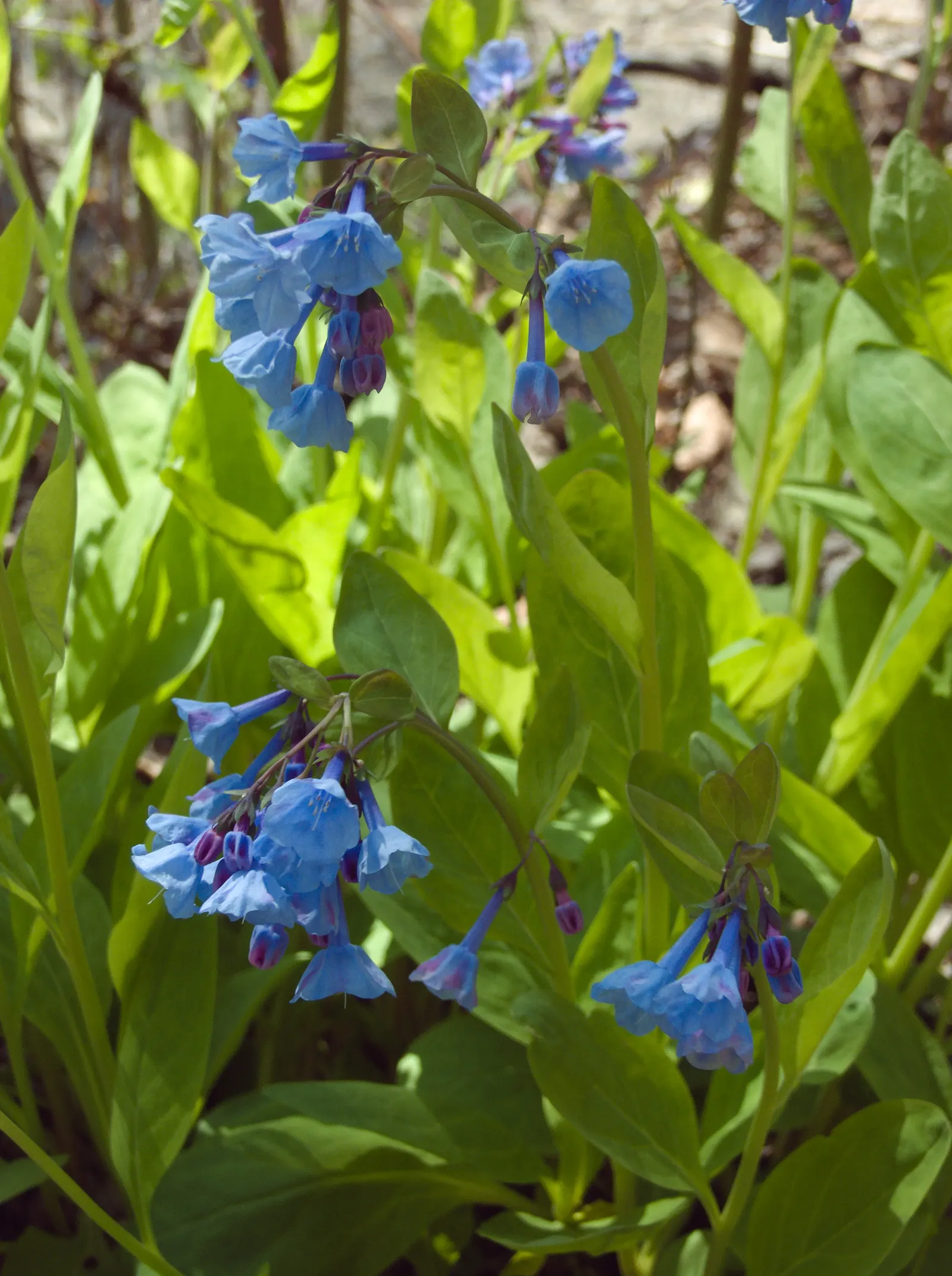 Virginia Bluebells (Mertensia Virginica) — This North American native perennial thrives in hardiness zones 3 to 8; mertensia virginica prospers in, image 114