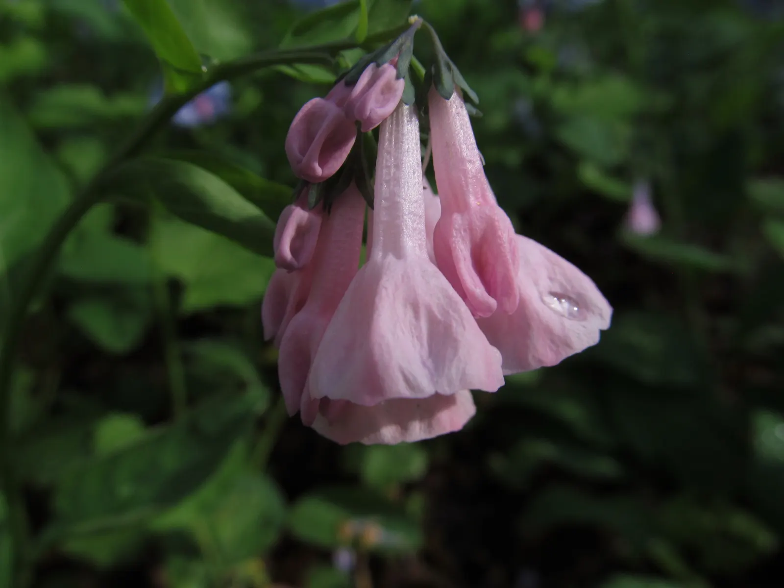 Virginia Bluebells (Mertensia Virginica) — Despite its delicate appearance