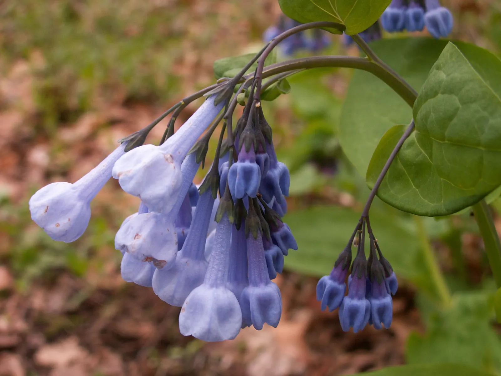 Virginia Bluebells (Mertensia Virginica) — This North American native perennial thrives in hardiness zones 3 to 8