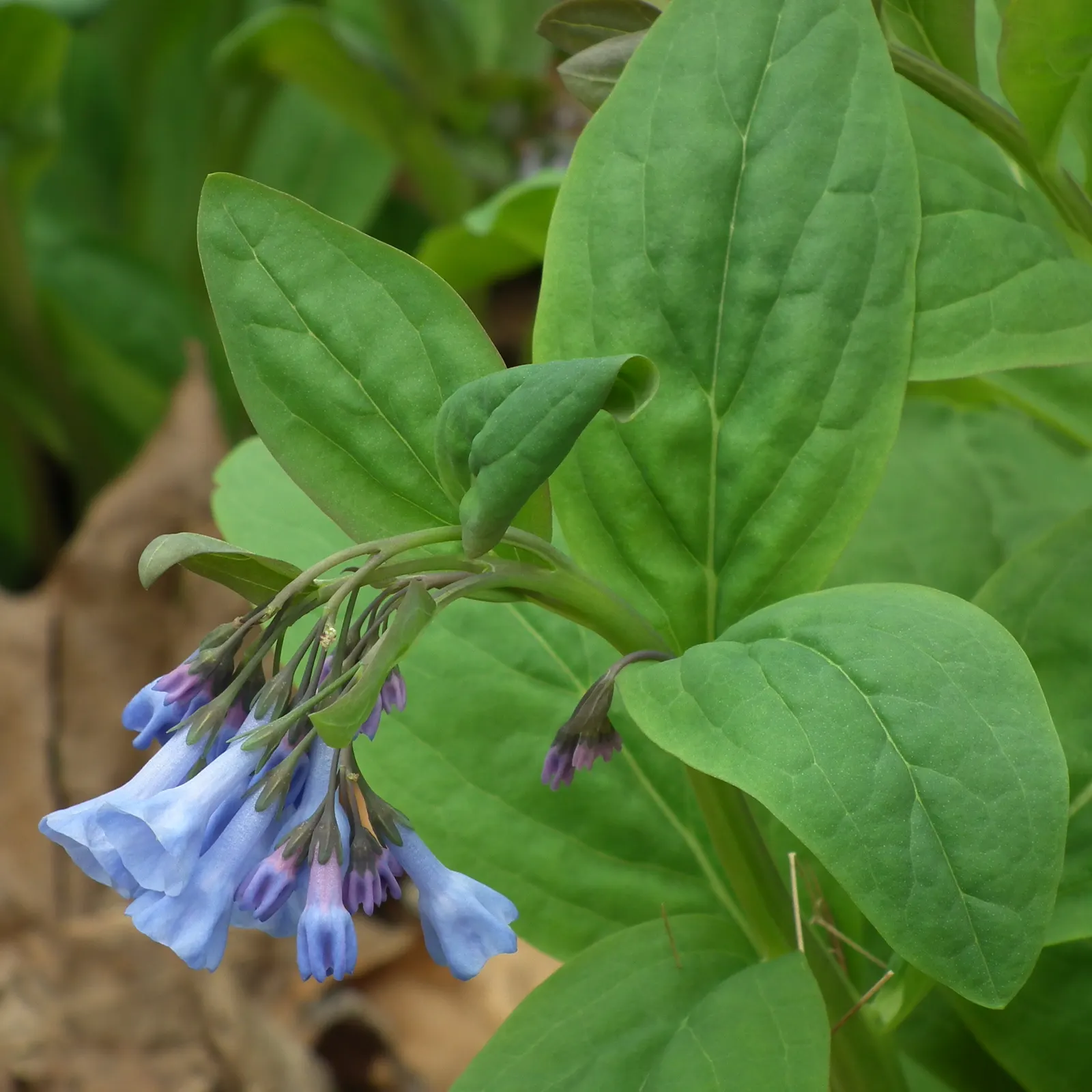 Virginia Bluebells (Mertensia Virginica) — Foliage is a lush gray-green; blooms profusely in early spring before entering summer dormancy, image 83