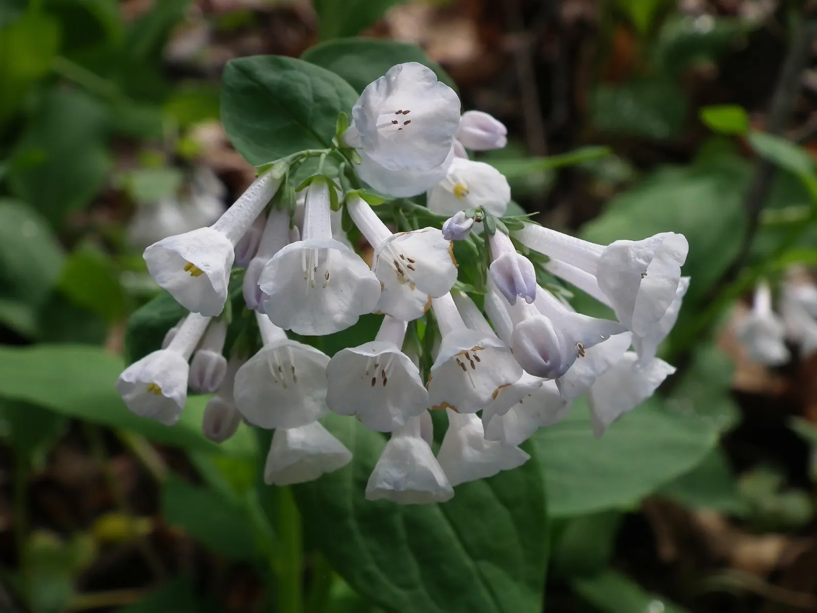 Virginia Bluebells (Mertensia Virginica) — Virginia Bluebells (Mertensia virginica) thrive in USDA zones 3-8; mature height reaches 18 to 24 inches, image 157