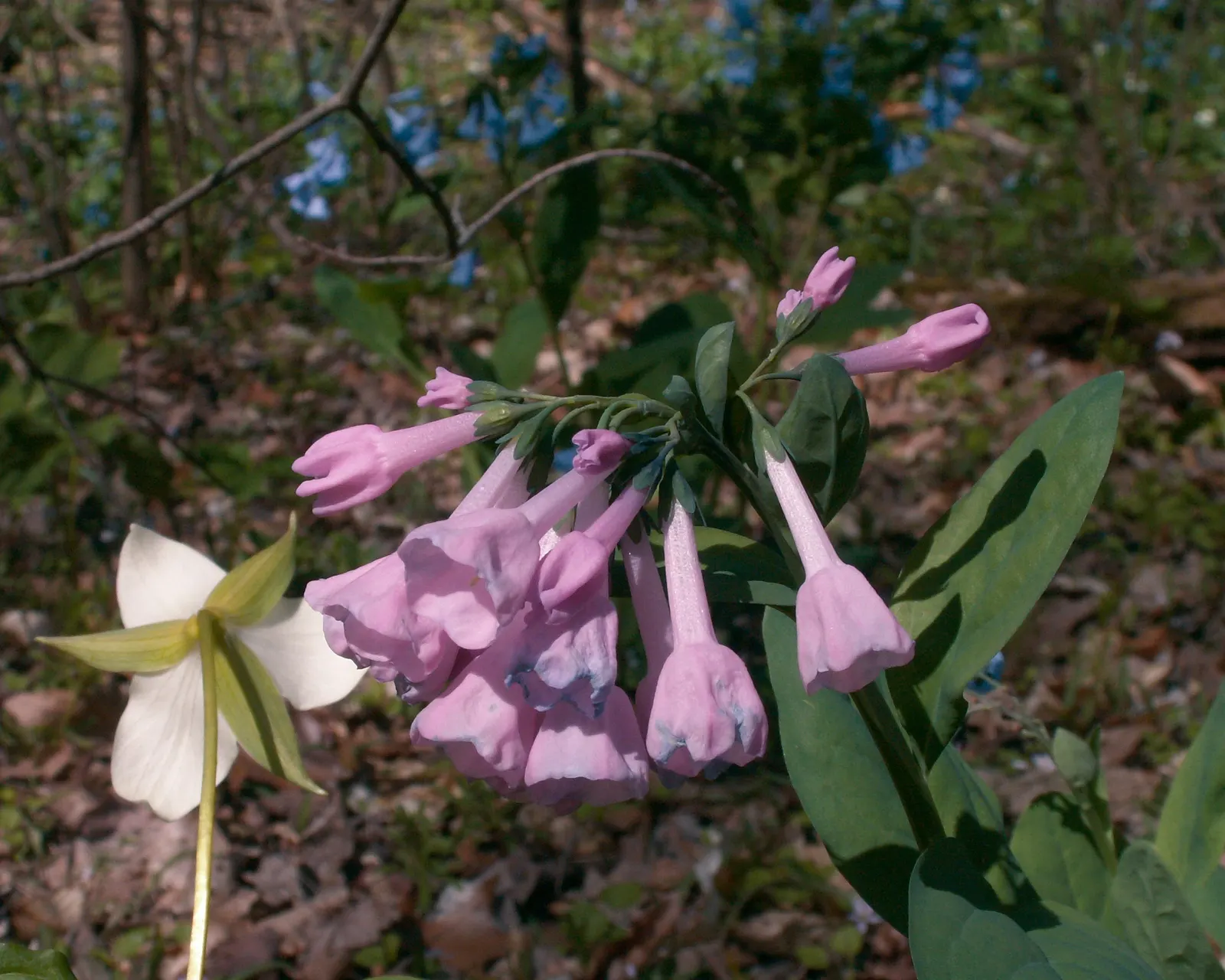 Virginia Bluebells (Mertensia Virginica) — display an initial pink hue that matures into a serene sky blue; this perennial showcases clusters of, image 90