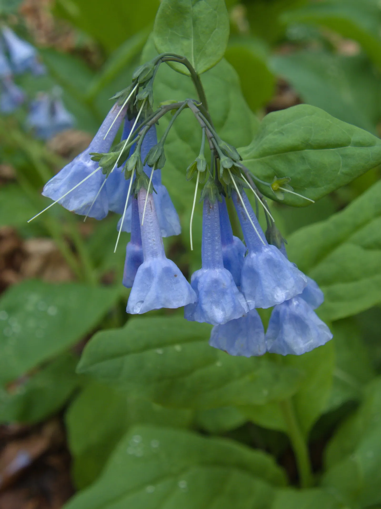 Virginia Bluebells (Mertensia Virginica) — Ideal for naturalistic and woodland gardens; virginia Bluebells are deer-resistant, image 85