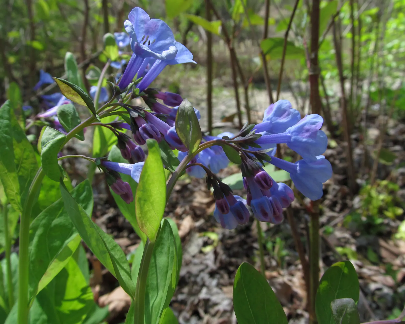 Virginia Bluebells (Mertensia Virginica) — This perennial showcases clusters of nodding bell-shaped flowers in a striking soft blue; virginia, image 81