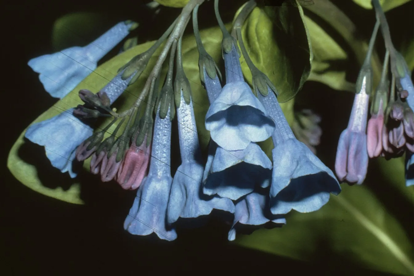 Virginia Bluebells (Mertensia Virginica) — usually from March to April.<br><br>A shade-tolerant species; despite its delicate appearance, image 92