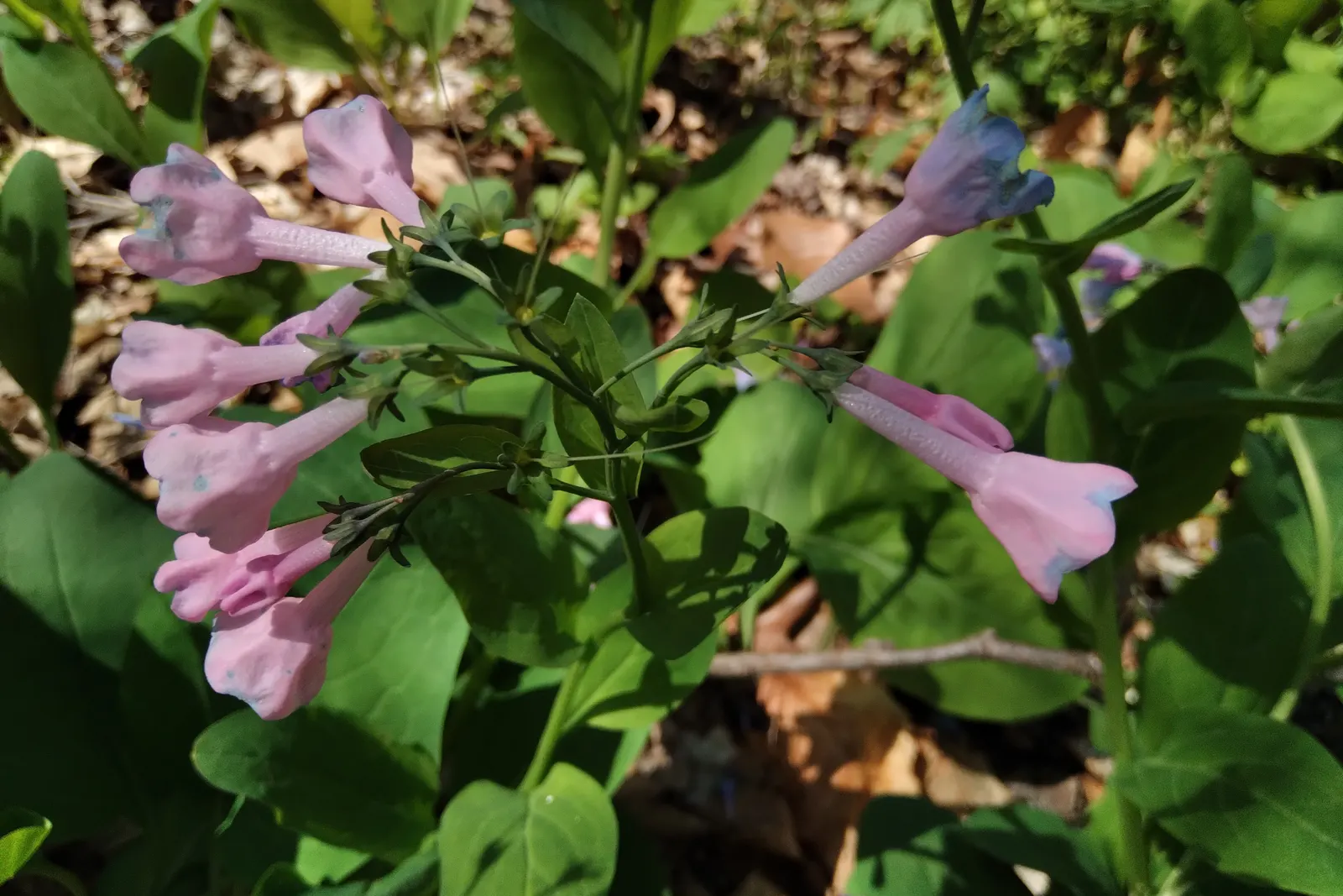 Virginia Bluebells (Mertensia Virginica) — Virginia Bluebells are relatively low-maintenance; wildlife enthusiasts will appreciate its allure to, image 96
