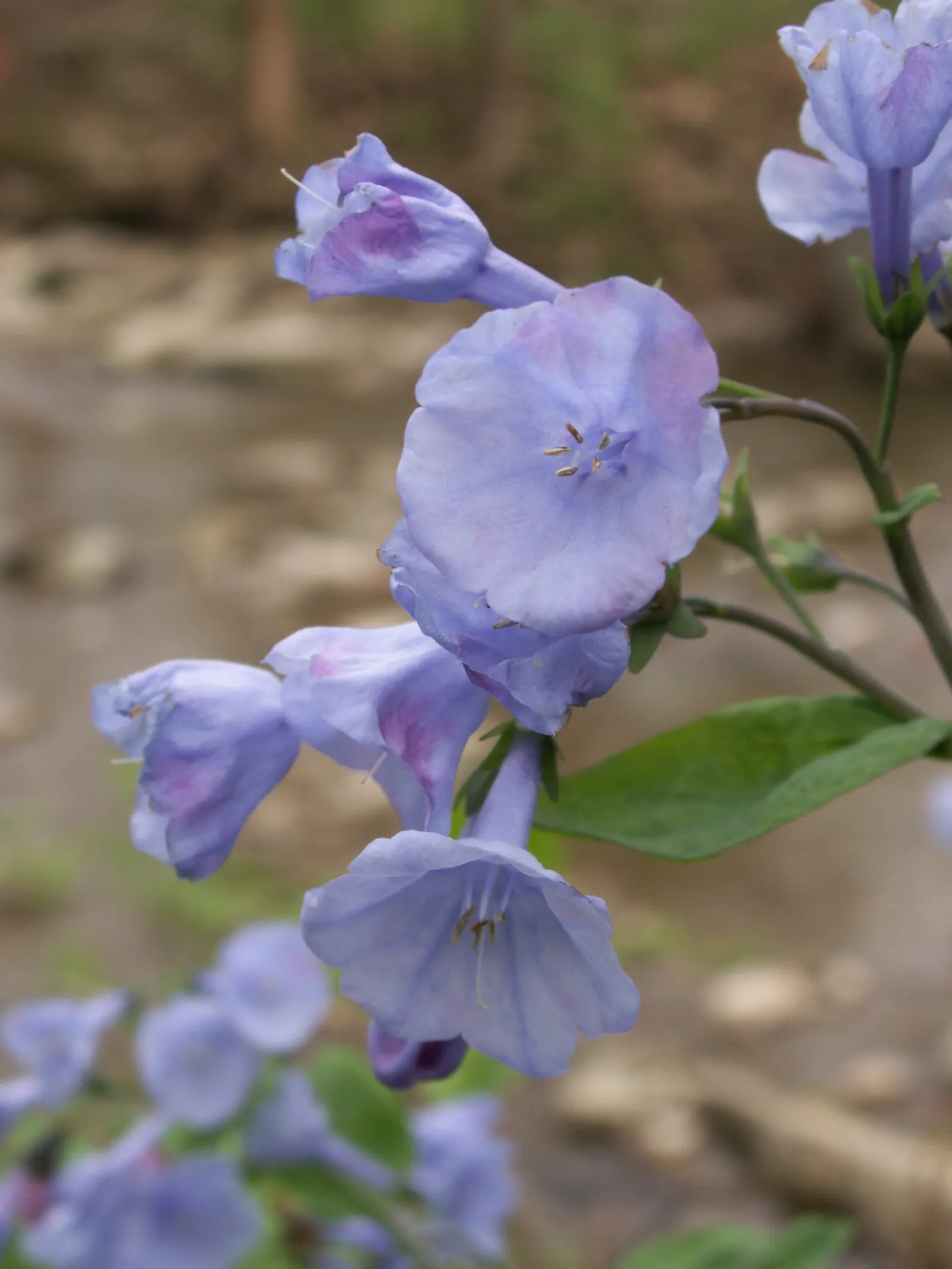 Virginia Bluebells (Mertensia Virginica) — Mertensia virginica prospers in areas with dappled sunlight to full shade and prefers consistently, image 171