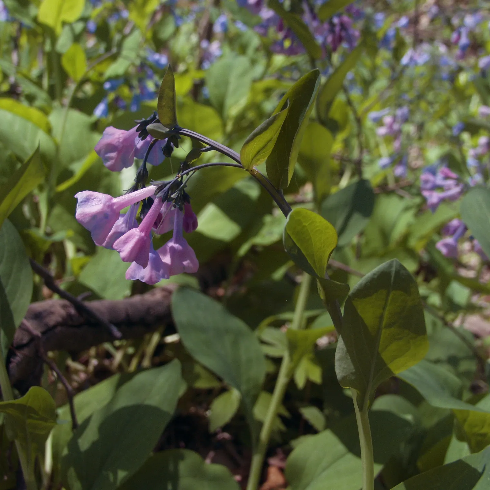 Virginia Bluebells (Mertensia Virginica) — annual with blue blooms; well-drained soil with an acidic to neutral pH, image 77
