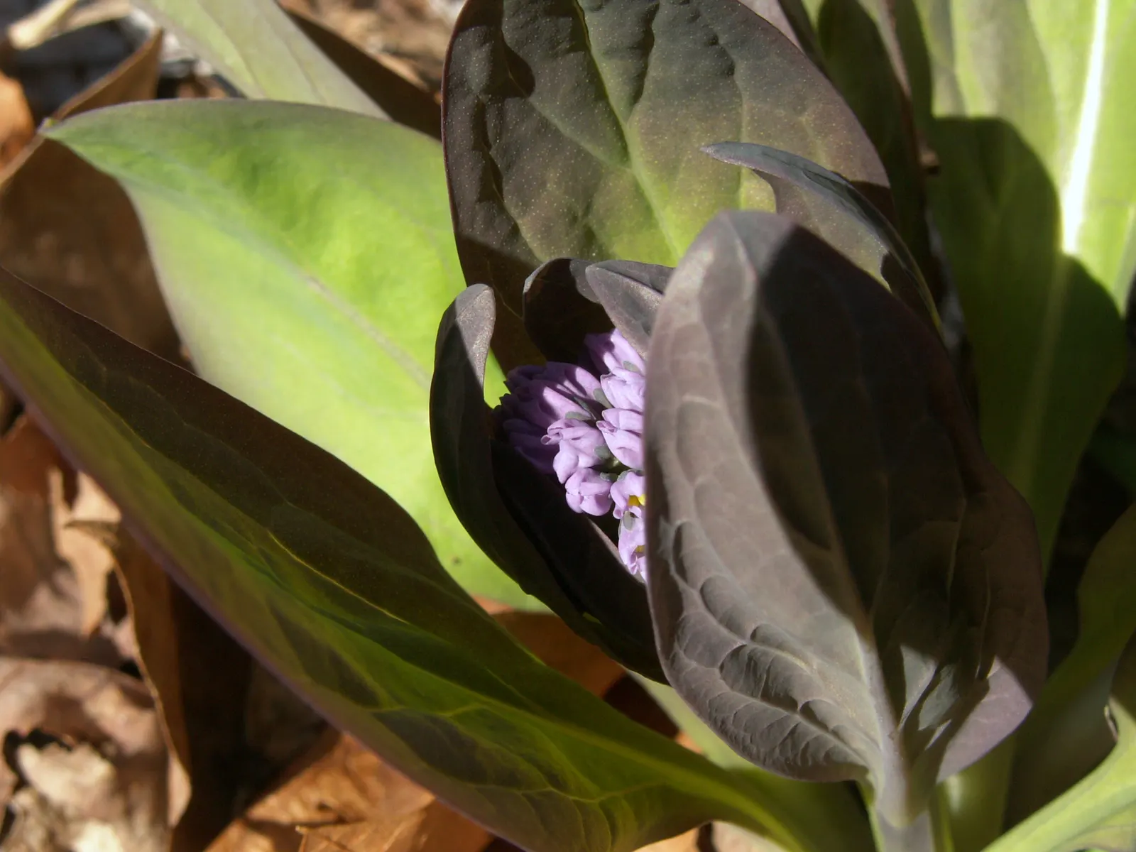 Virginia Bluebells (Mertensia Virginica) — annual for full; receding back into the ground and leaving space for other plants to take center stage, image 78