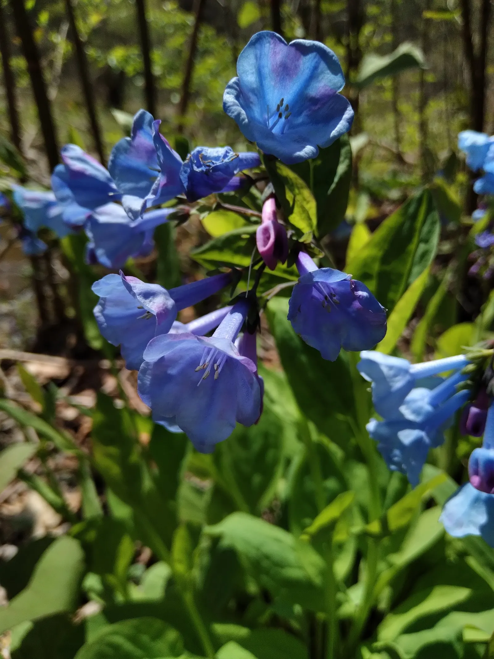 Virginia Bluebells (Mertensia Virginica) — This perennial showcases clusters of nodding bell-shaped flowers in a striking soft blue; virginia Bluebells are