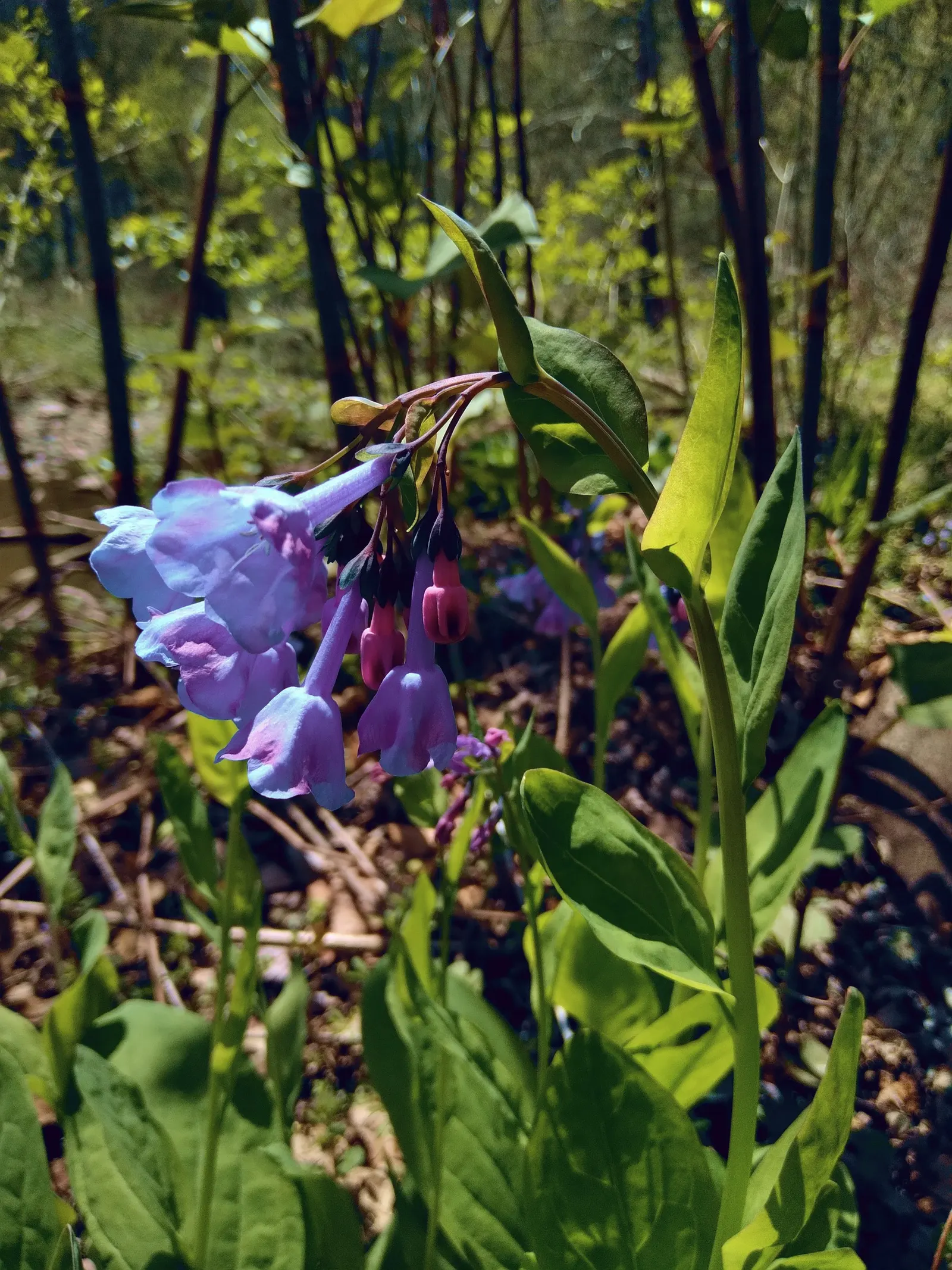 Virginia Bluebells (Mertensia Virginica) — Mature height reaches 18 to 24 inches with a similar spread