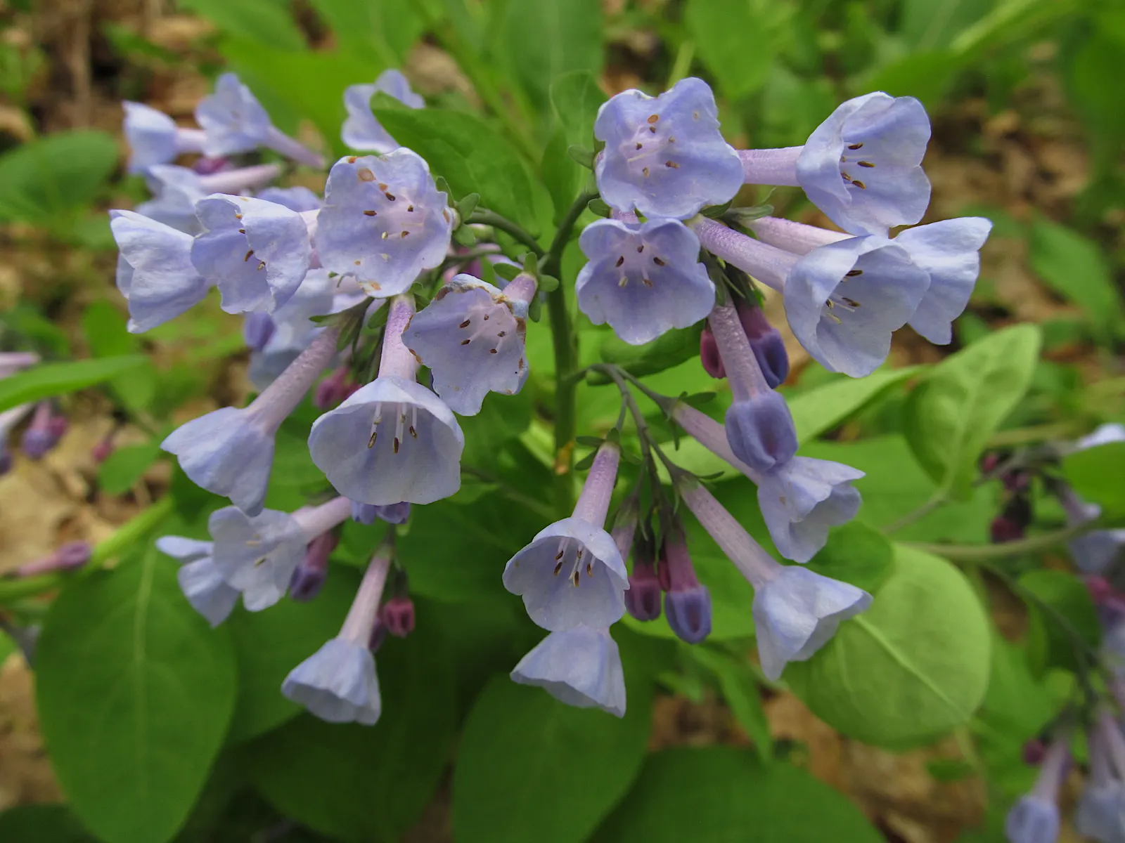 Virginia Bluebells (Mertensia Virginica) — well-drained soil and partial to full shade; mounded appearance when in bloom, image 132