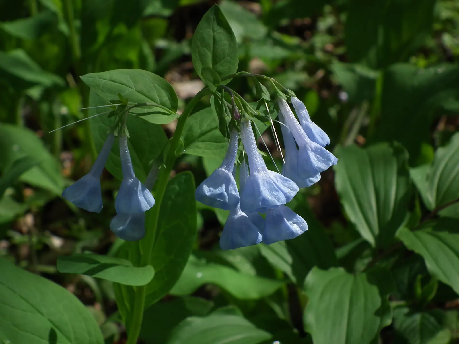 Virginia Bluebells (Mertensia Virginica) — Despite its delicate appearance; display an initial pink hue that matures into a serene sky blue, image 147