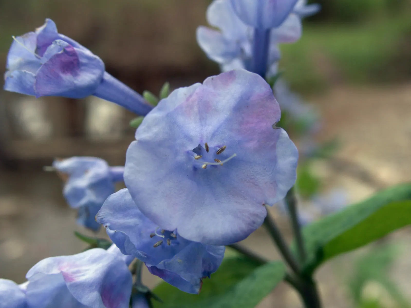 Virginia Bluebells (Mertensia Virginica) — Despite its delicate appearance; display an initial pink hue that matures into a serene sky blue, image 121