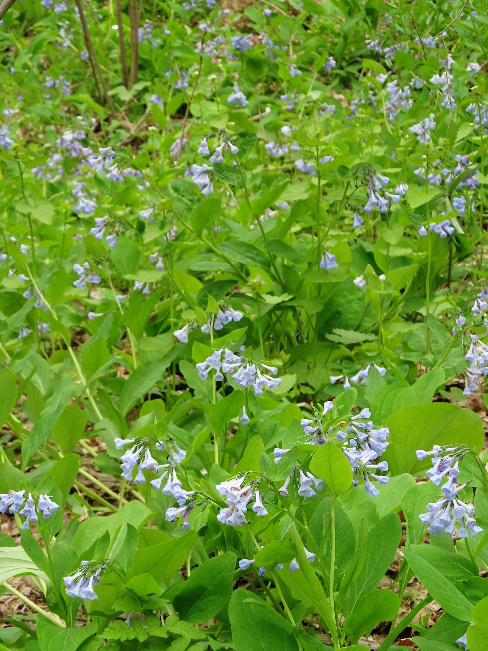 Virginia Bluebells (Mertensia Virginica) — Foliage is a lush gray-green; blooms profusely in early spring before entering summer dormancy, image 161