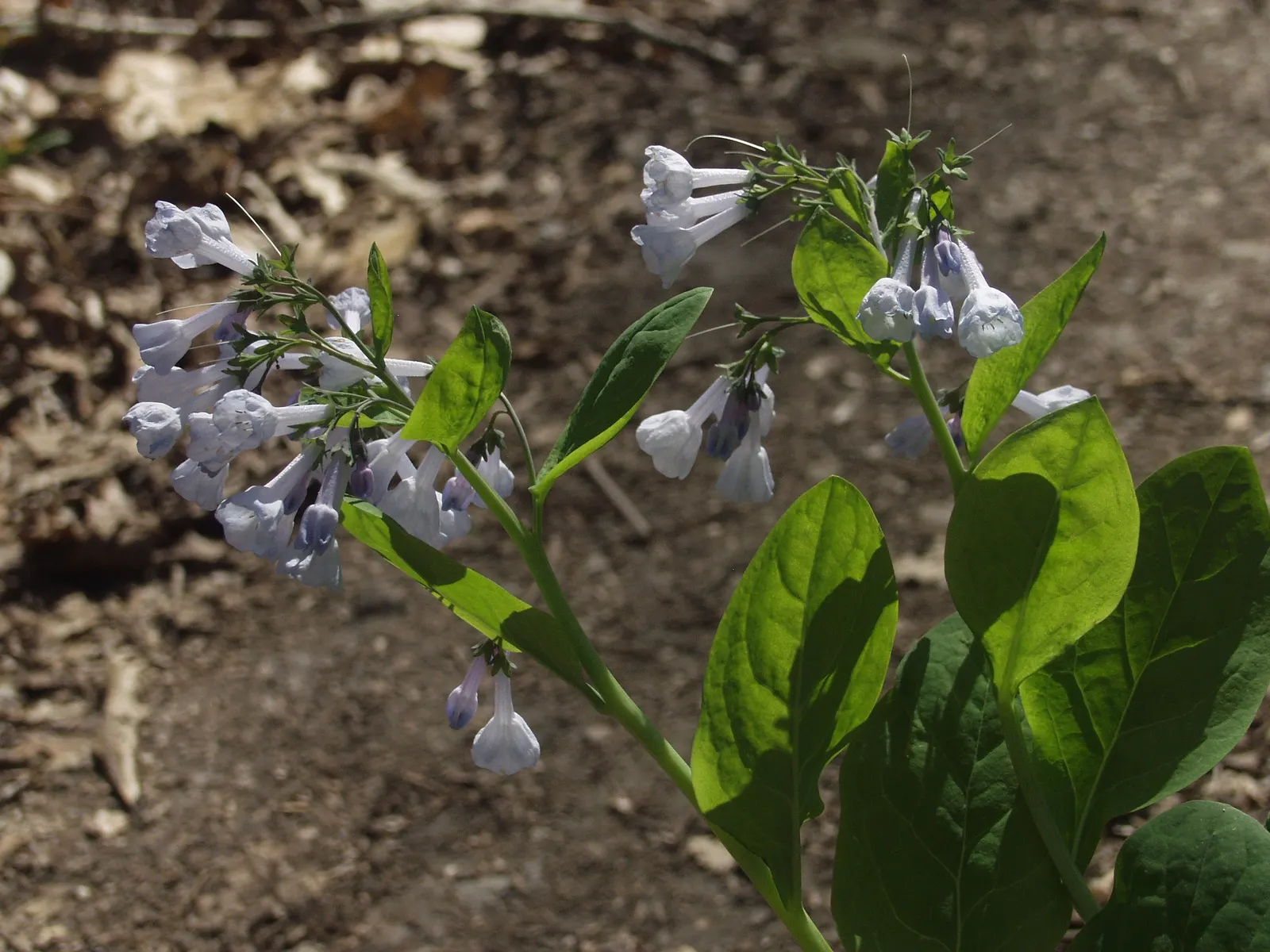 Virginia Bluebells (Mertensia Virginica) — Mertensia virginica prospers in areas with dappled sunlight to full shade and prefers consistently, image 67