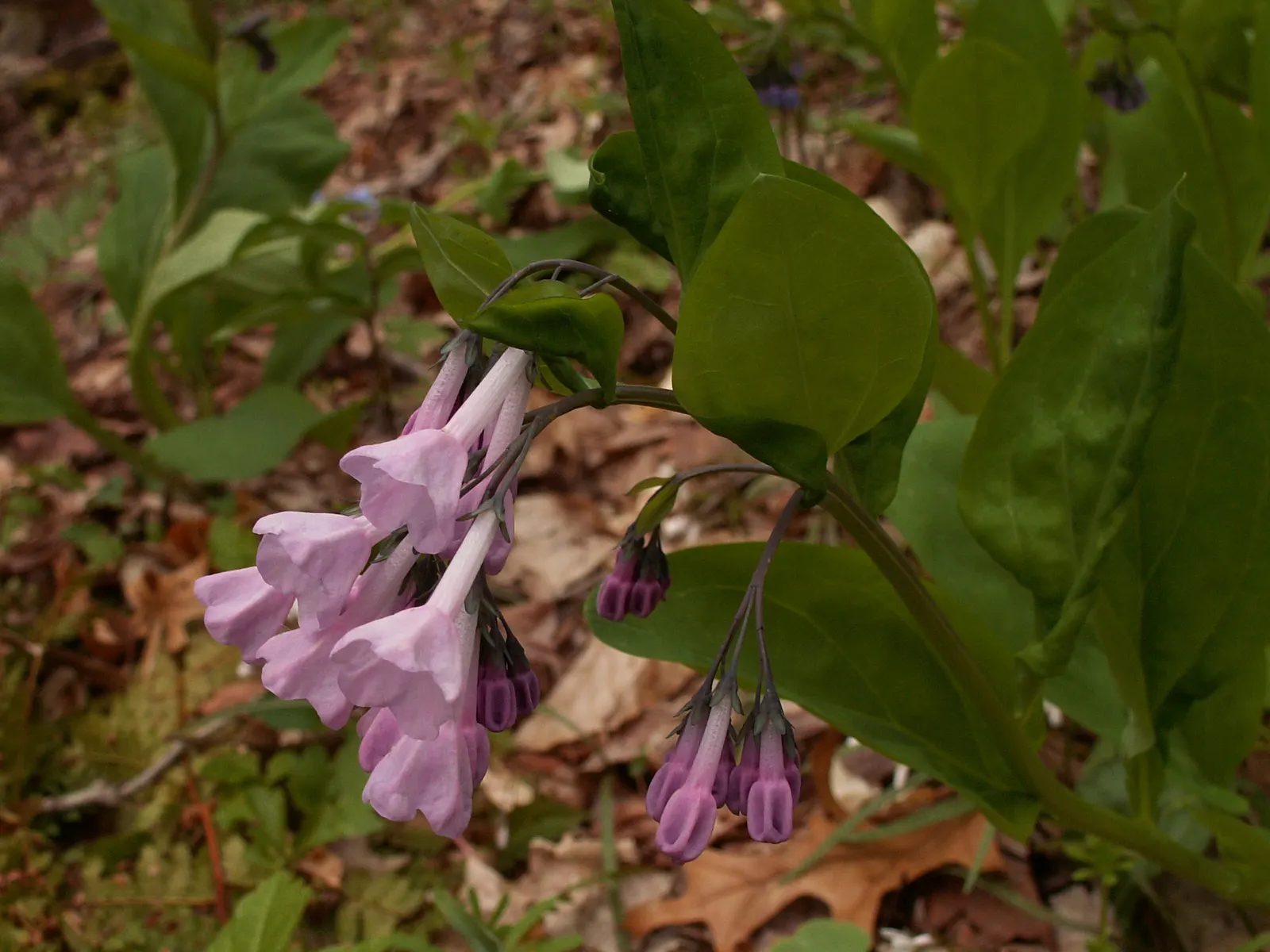 Virginia Bluebells (Mertensia Virginica) — well-drained soil with an acidic to neutral pH; foliage is a lush gray-green, image 120