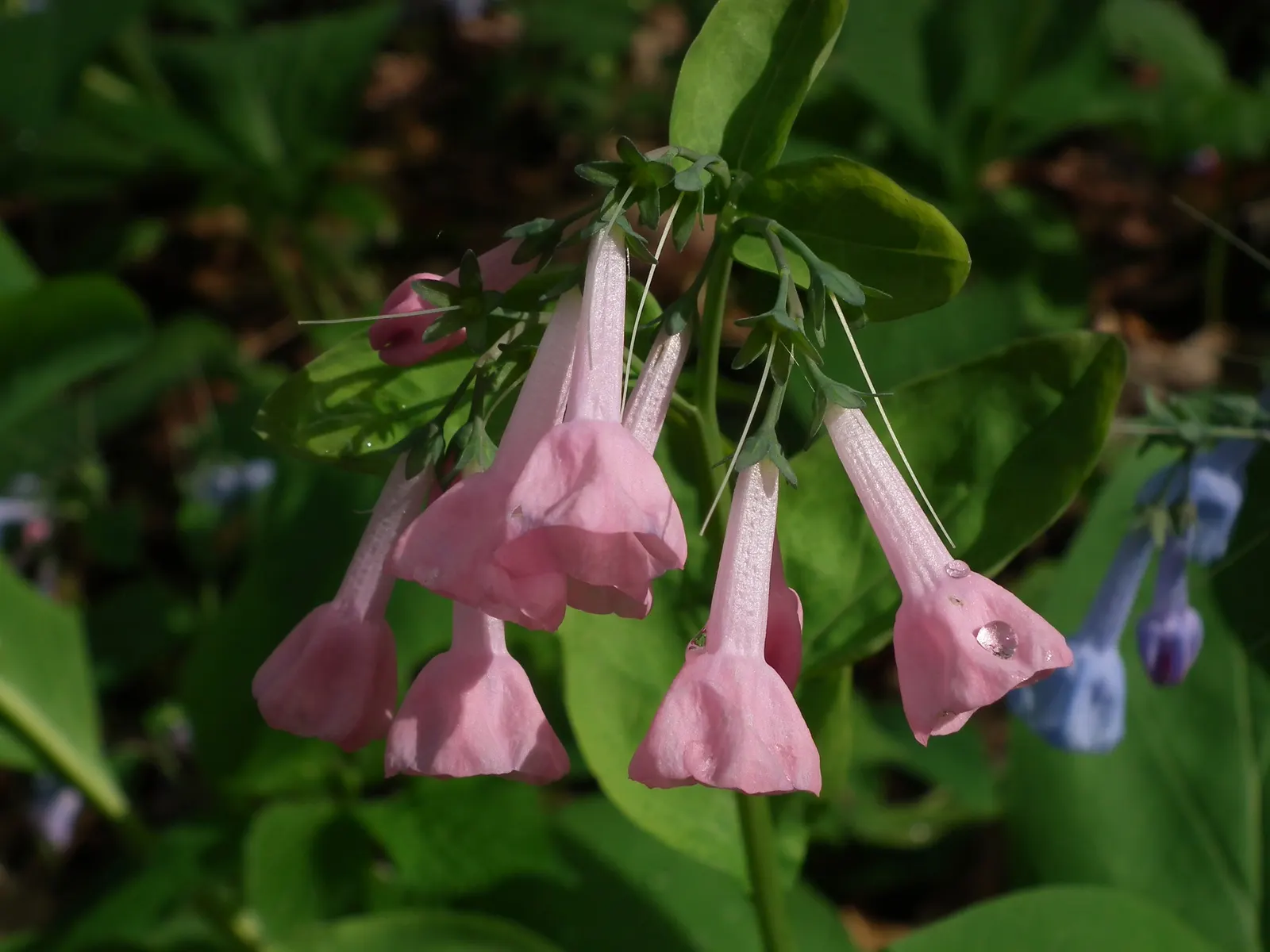 Virginia Bluebells (Mertensia Virginica) — commonly known as Virginia Bluebells; virginia Bluebells (Mertensia virginica) thrive in USDA zones 3-8, image 138