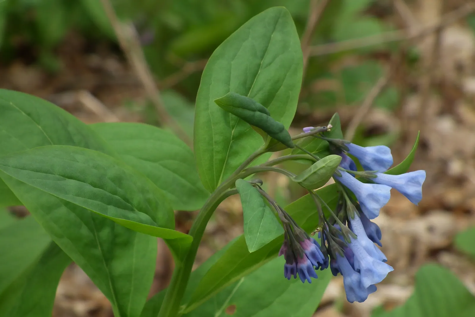 Virginia Bluebells (Mertensia Virginica) — display an initial pink hue that matures into a serene sky blue; this perennial showcases clusters of, image 116