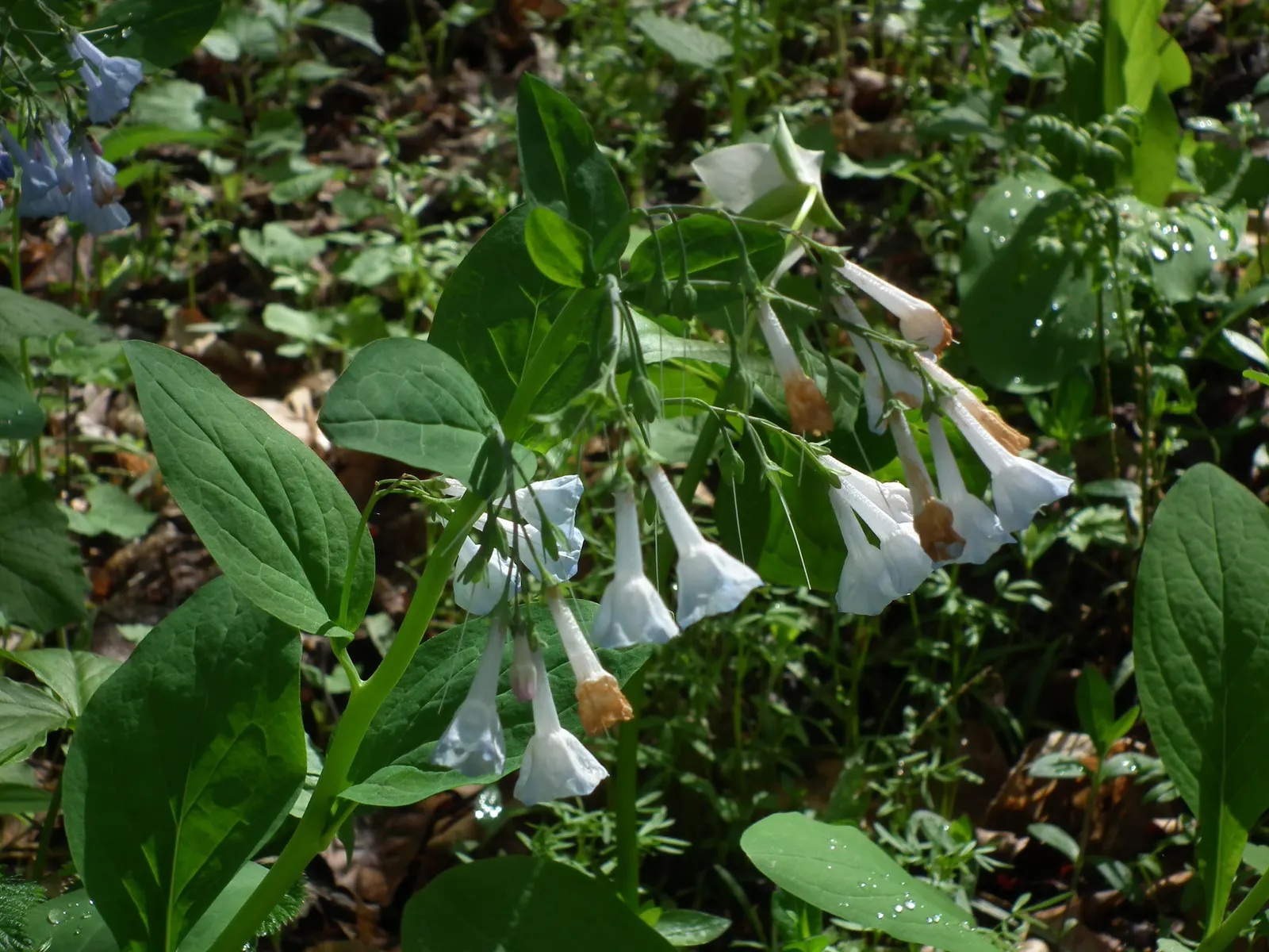 Virginia Bluebells (Mertensia Virginica) — providing a brilliant show in the spring months; this North American native perennial thrives in, image 169
