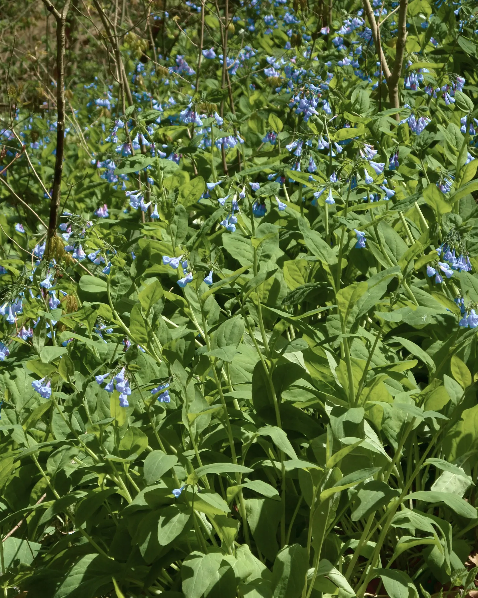 Virginia Bluebells (Mertensia Virginica) — Ideal for naturalistic and woodland gardens; virginia Bluebells are deer-resistant